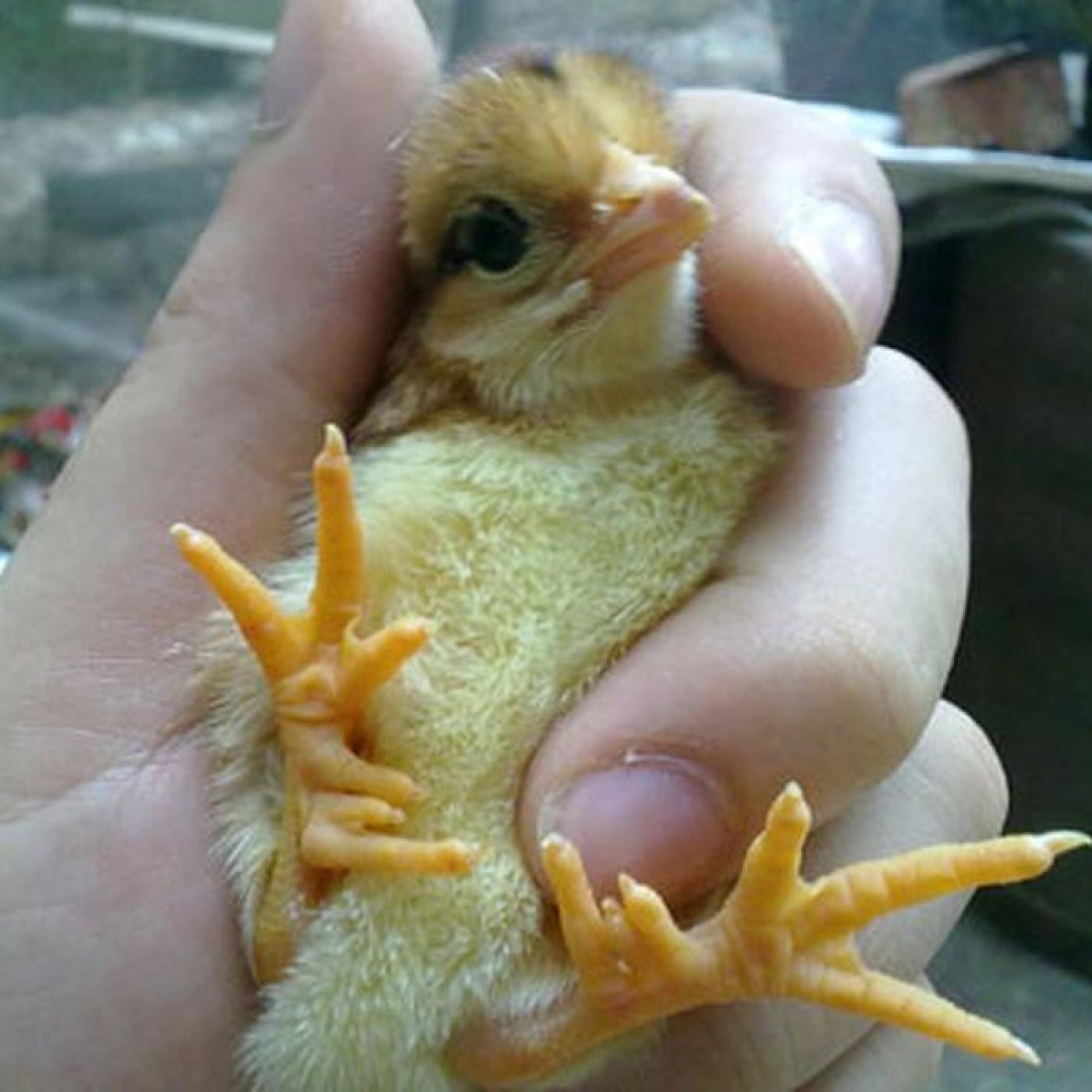 Gà 9 cựa bóc trứng