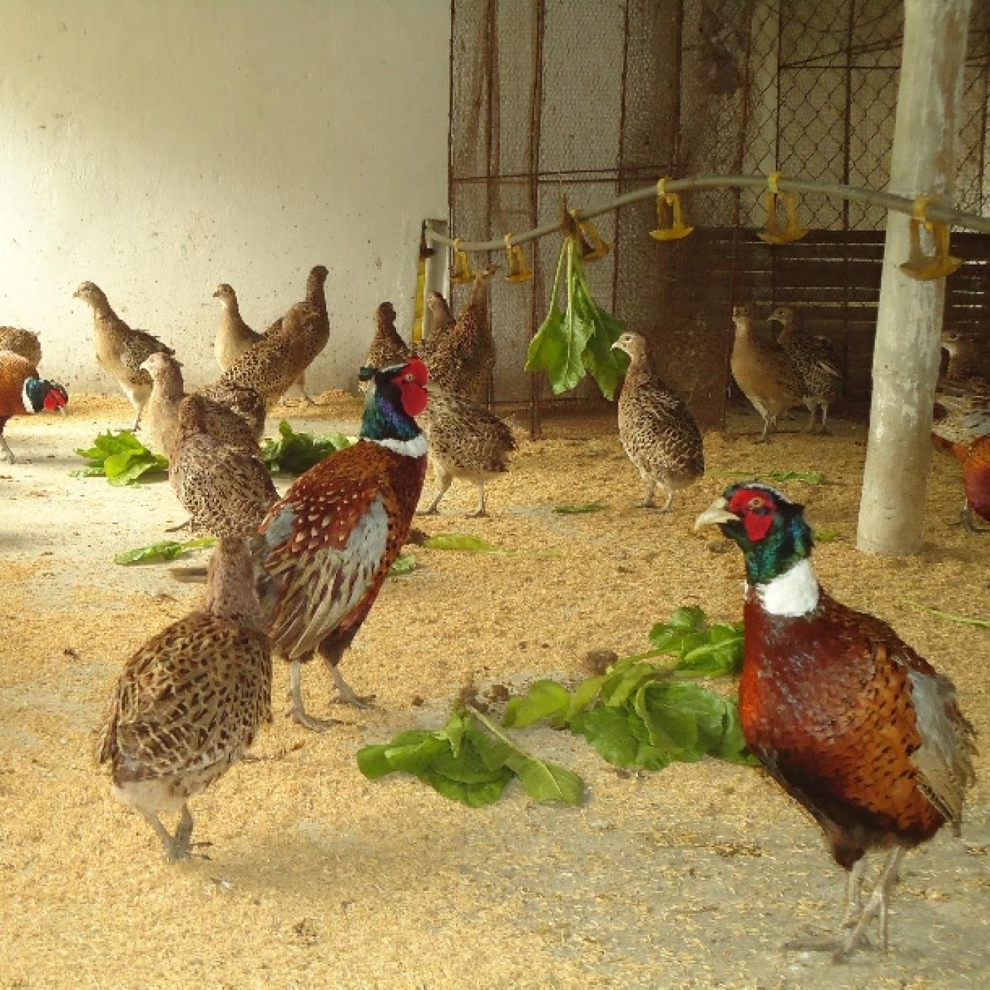Sóc Trăng: Tổ hợp tác nuôi chim trĩ mang lại hiệu quả kinh tế