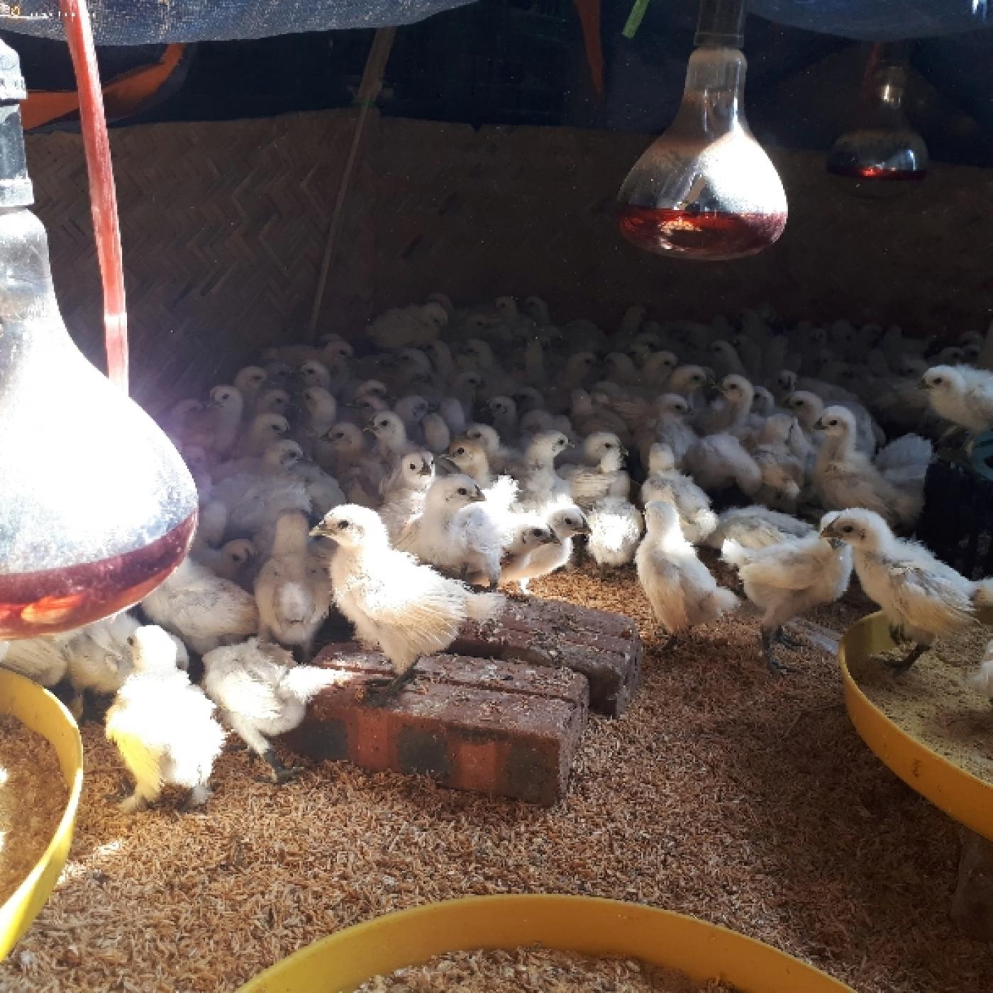 Phòng bệnh cho gà ác