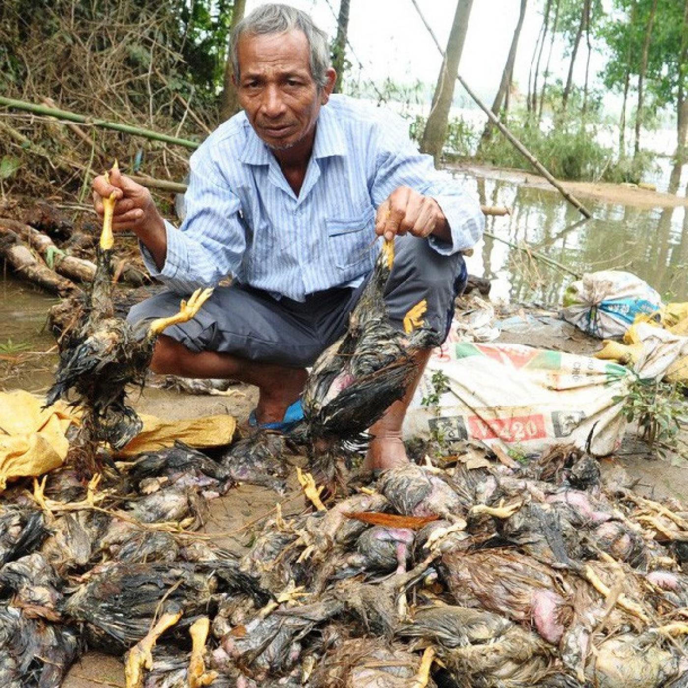 Phòng bệnh cho gà trong mùa lũ