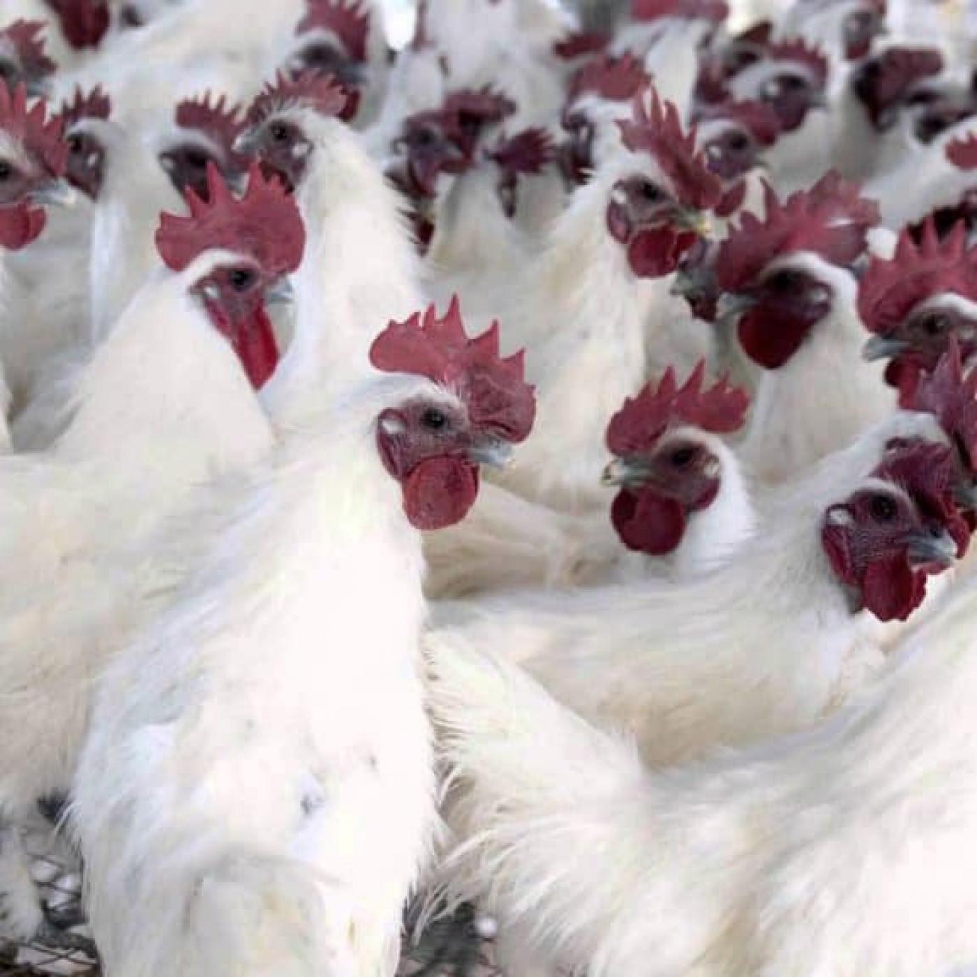 gà ác trắng bố mẹ