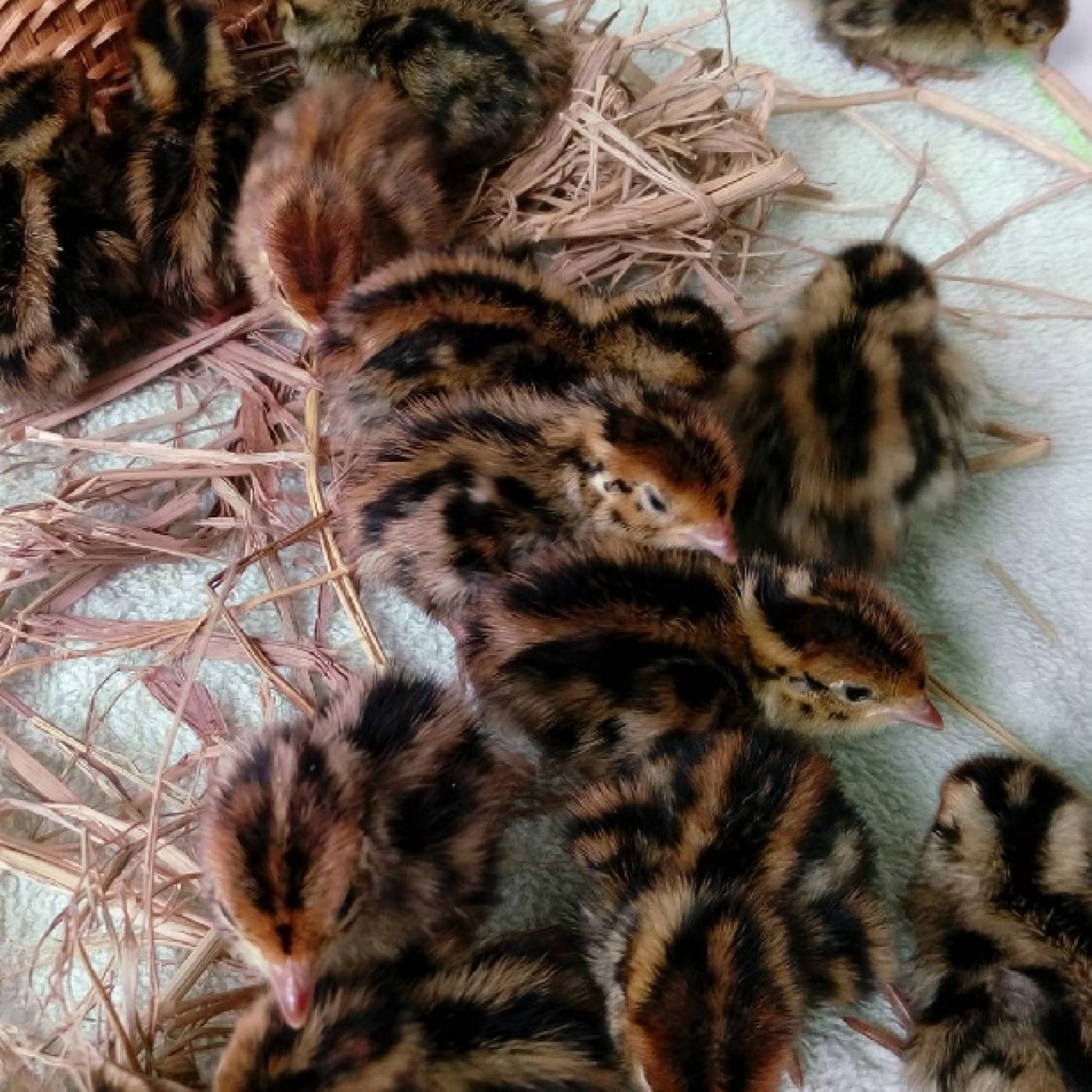 Kỹ Thuật Nuôi Chim Cút Con