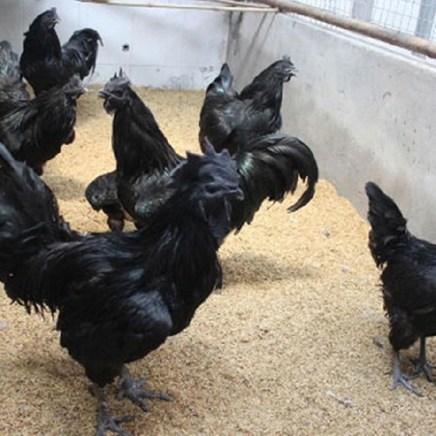 Gà đen Indonesia: Bạn muốn tìm hiểu về các giống gà độc đáo và lạ mắt? Những chiếc khăn đen bao phủ toàn thân gà sẽ khiến bạn tò mò và thích thú. Hãy cùng chúng tôi chiêm ngưỡng vẻ đẹp của giống gà đen Indonesia - một giống gà hoàn toàn khác biệt và đáng yêu.
