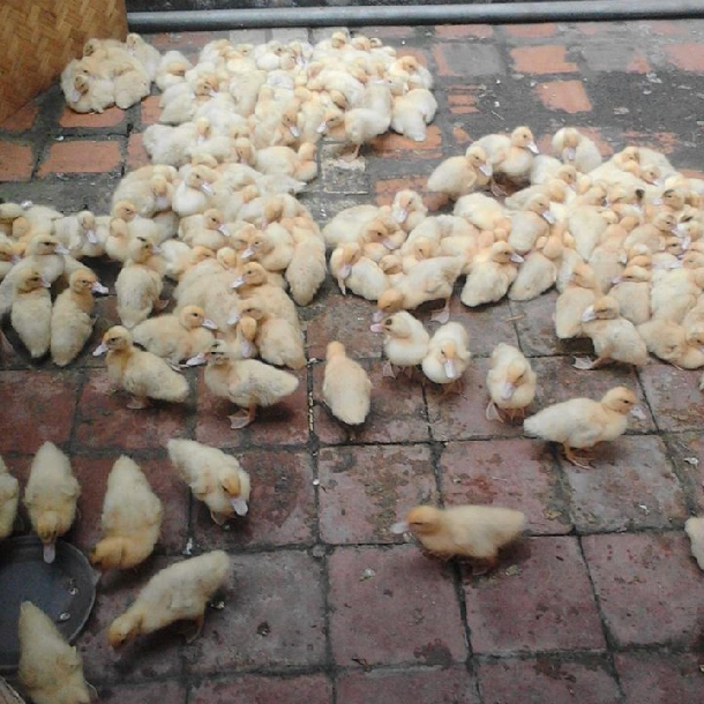 Hướng dẫn chăn nuôi ngan