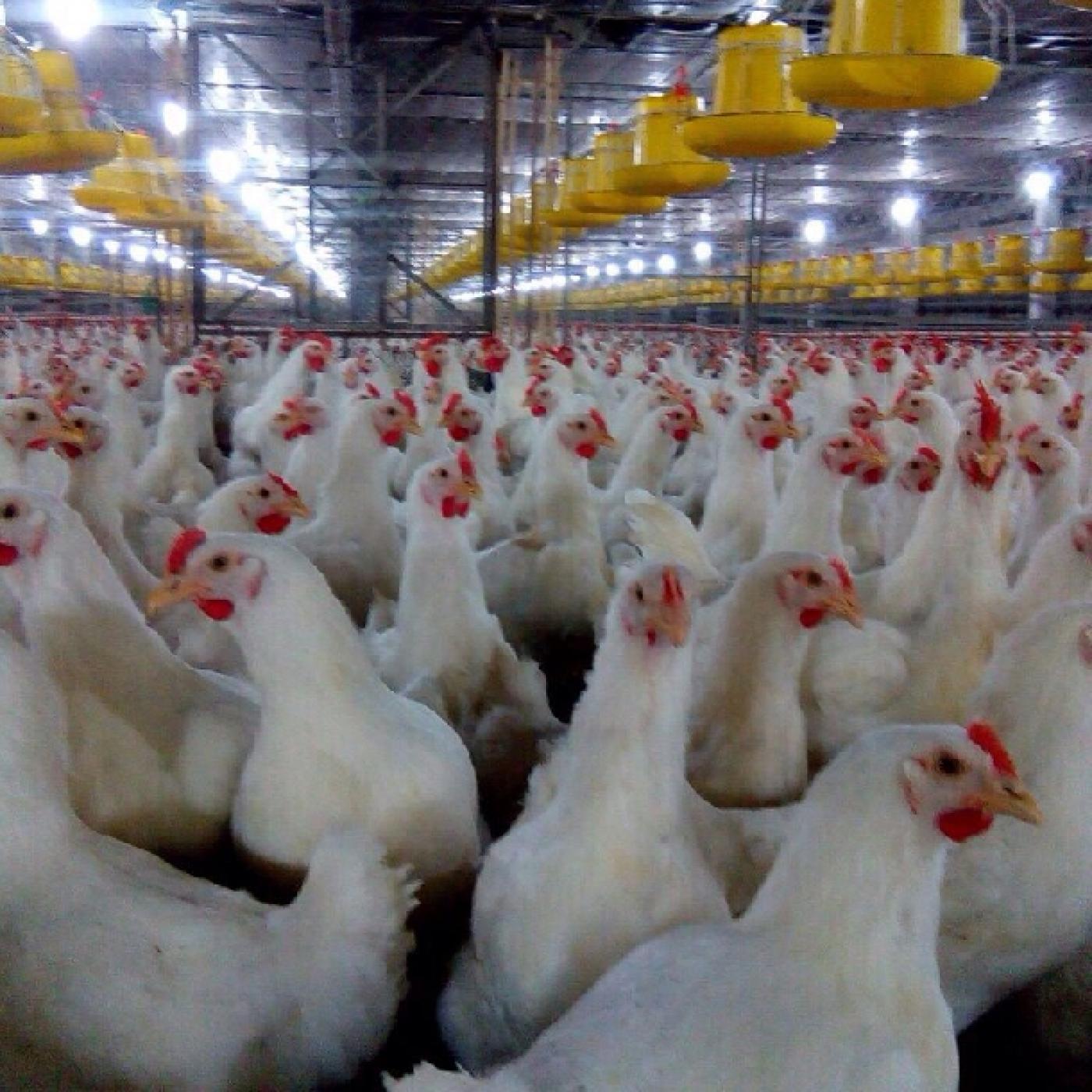 Hướng dẫn nuôi gà giò siêu thịt