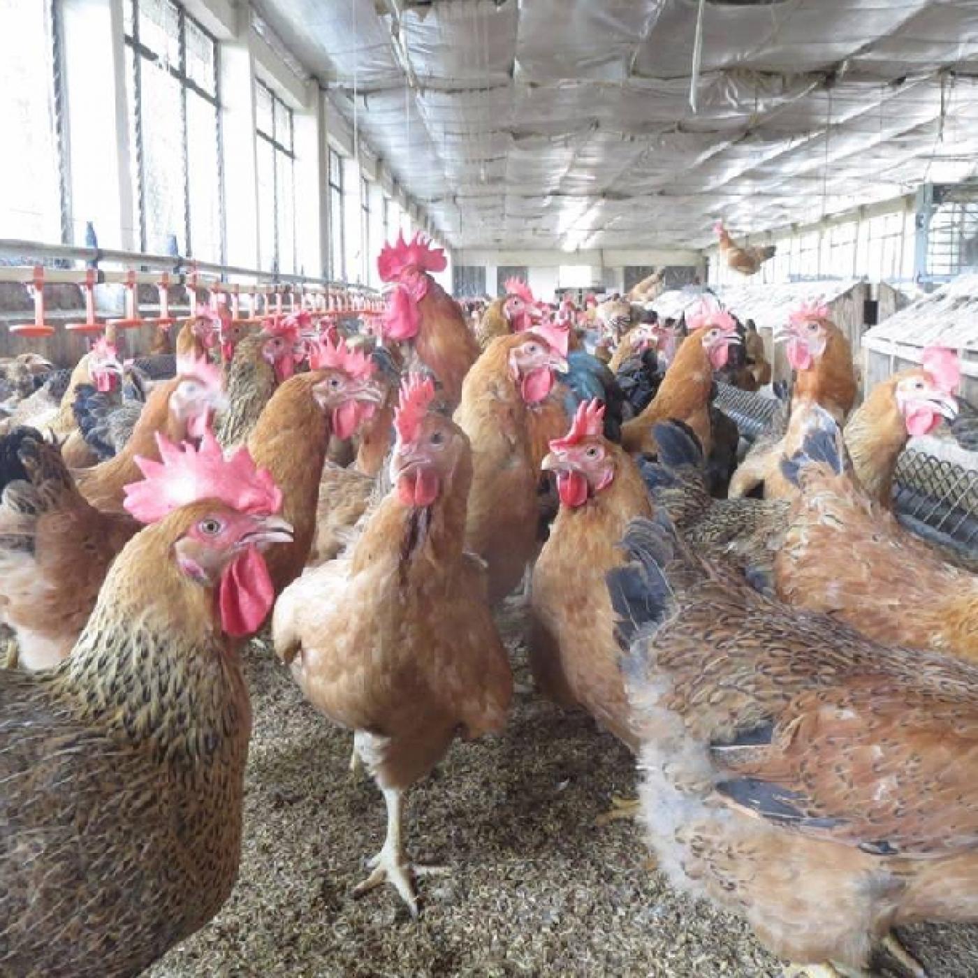 Kỹ thuật nuôi gà sinh sản siêu thịt