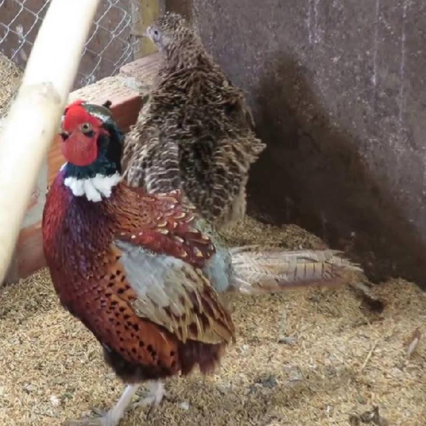 Kỹ thuật nuôi chim trĩ đỏ sinh sản làm giàu cho gia đình - MVietQ