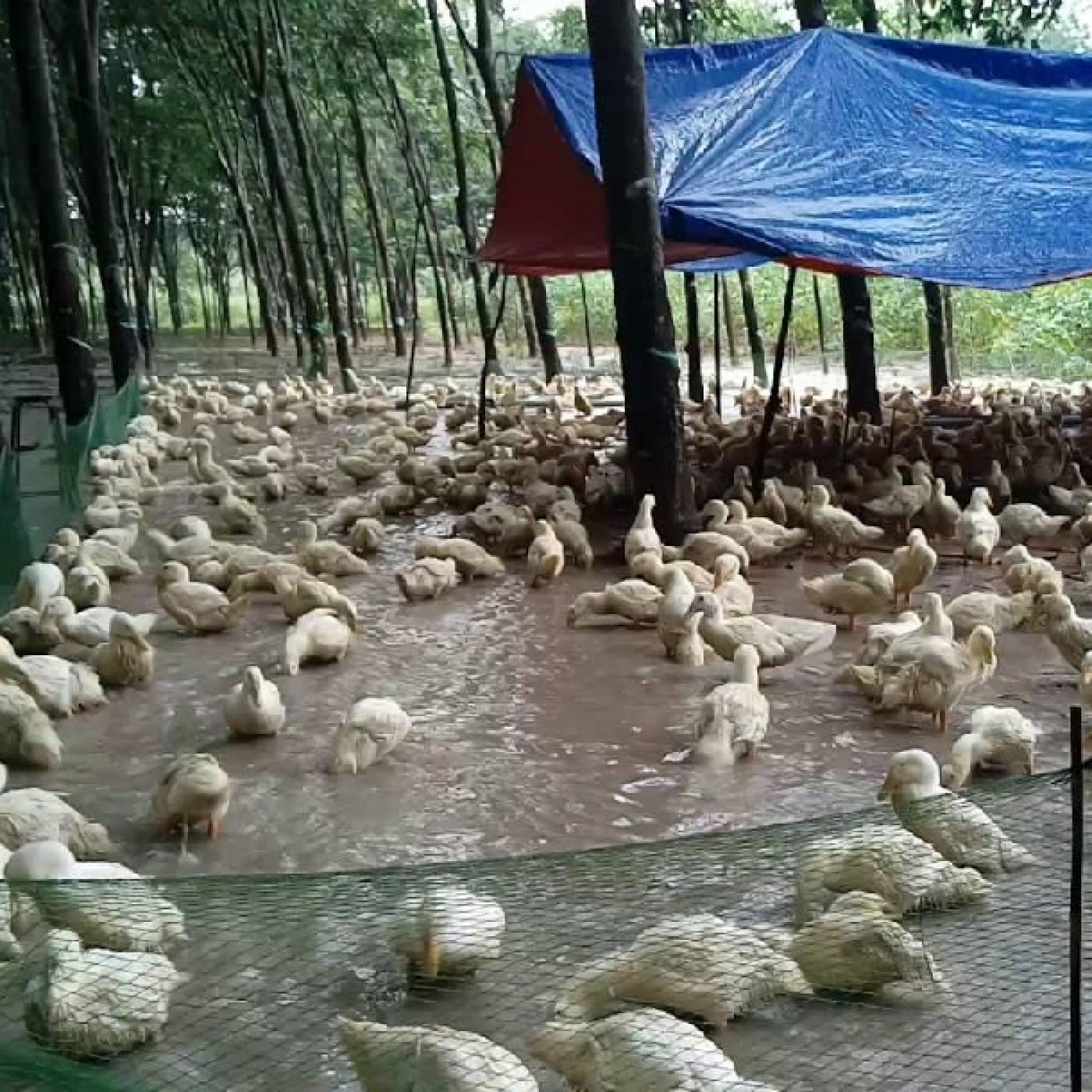 Kỹ thuật nuôi vịt trên cạn