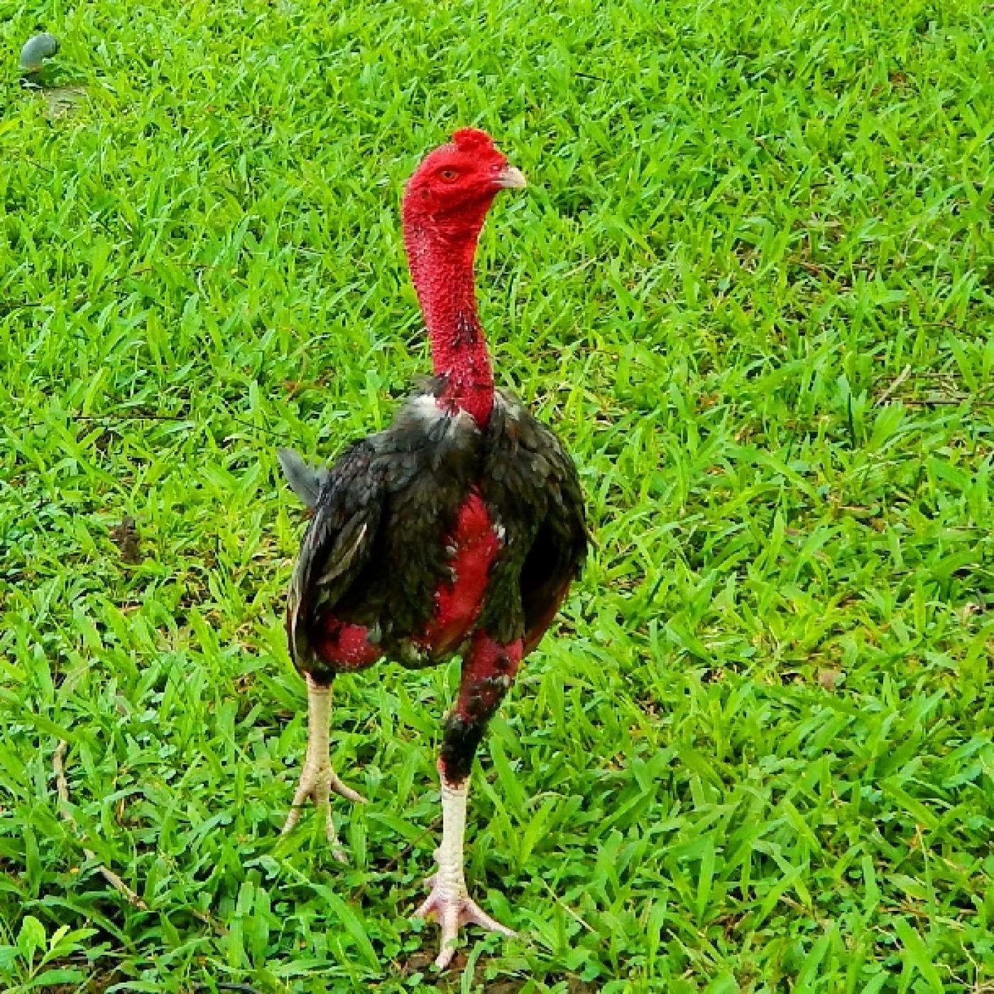 Gà nòi Việt Nam