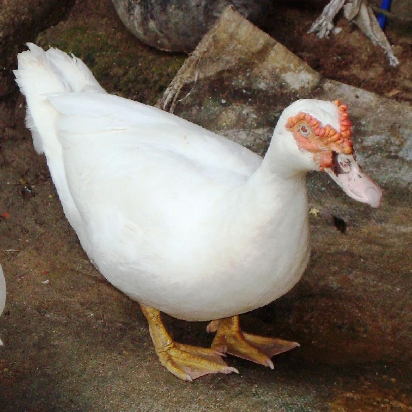 Đặc điểm chung của ngan