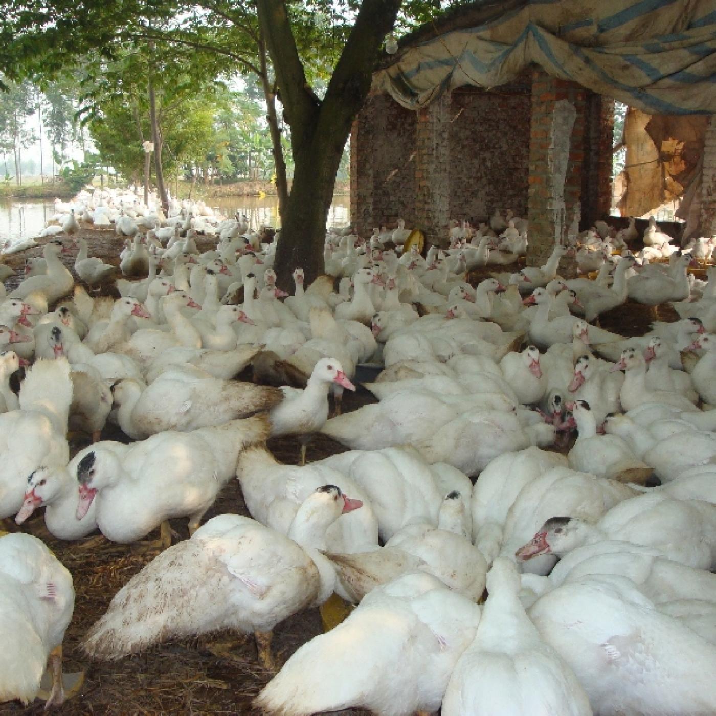 Kỹ thuật nuôi ngan hậu bị