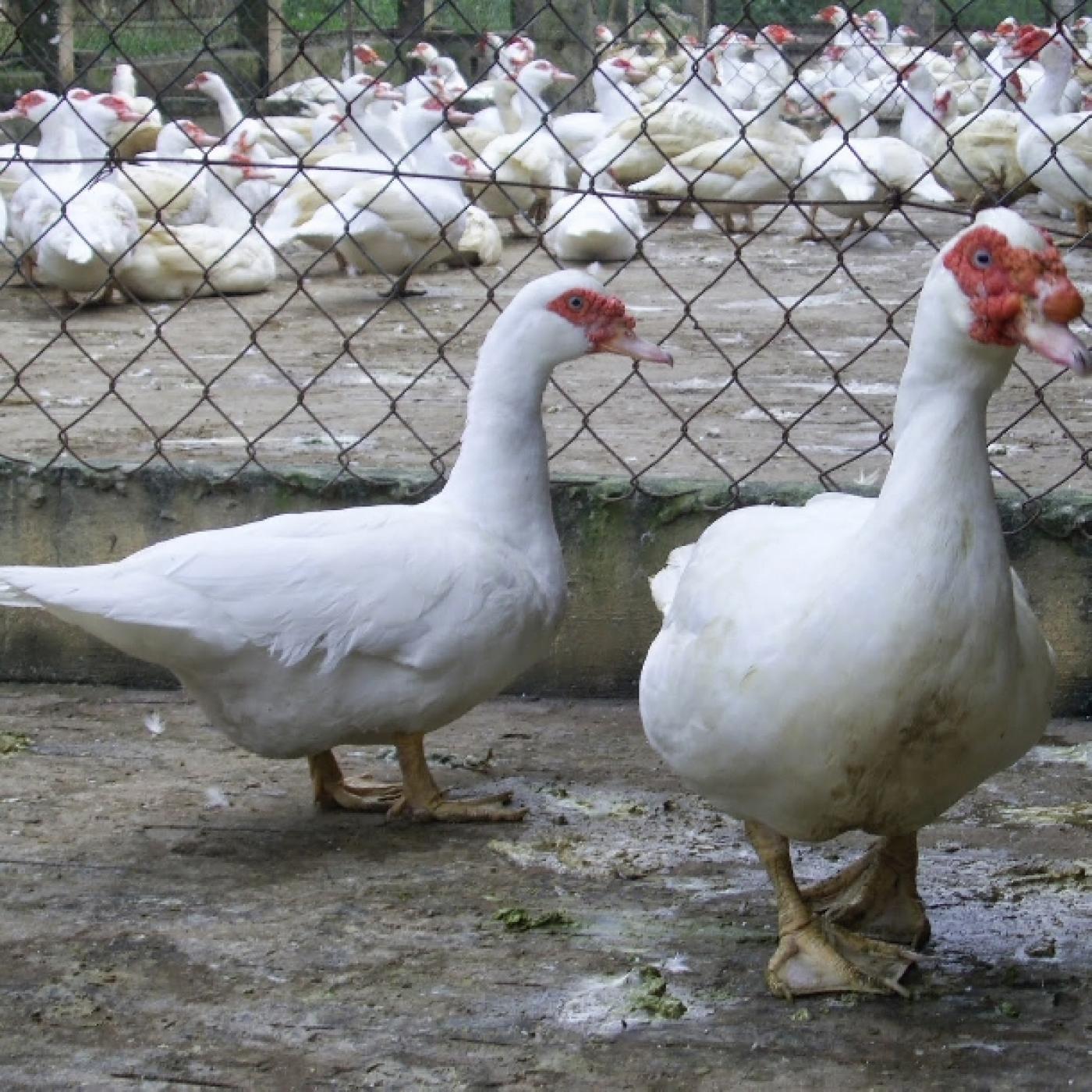 Kỹ thuật chăn nuôi ngan Pháp cho hiệu quả kinh tế cao