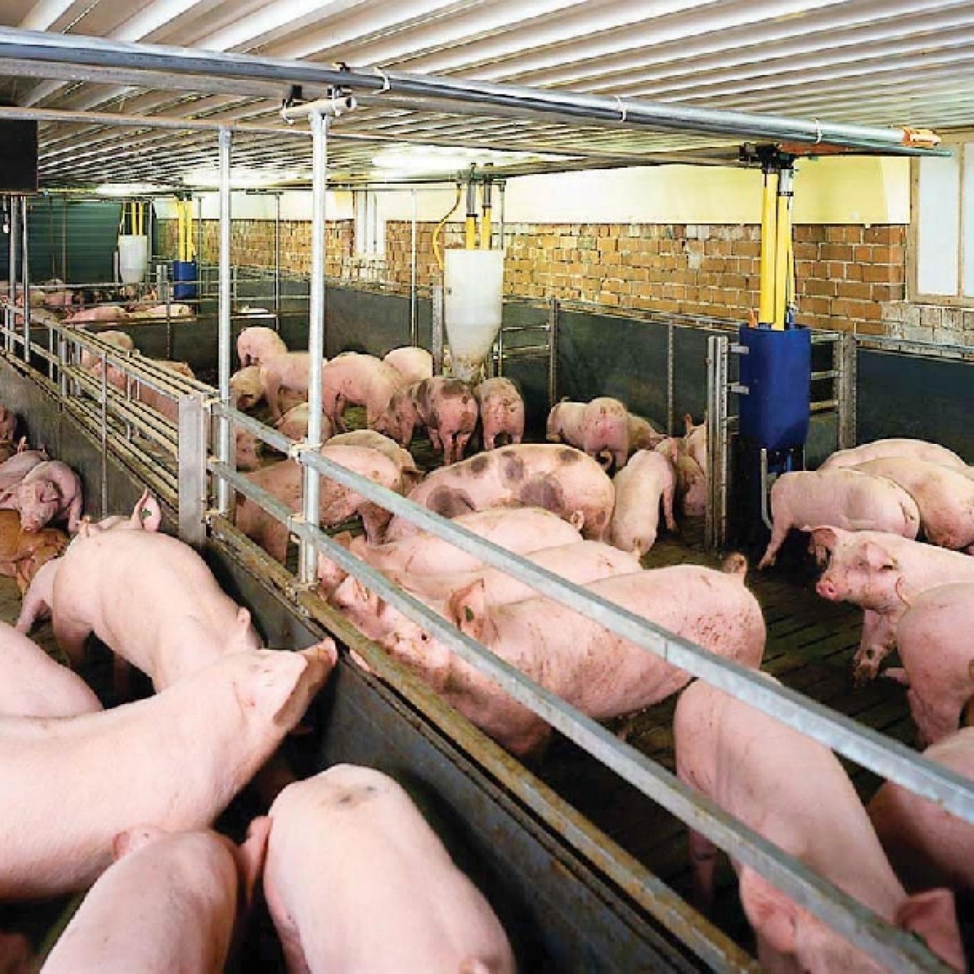 Hồng Kông muốn nhập từ Việt Nam 1.500 con heo/ngày