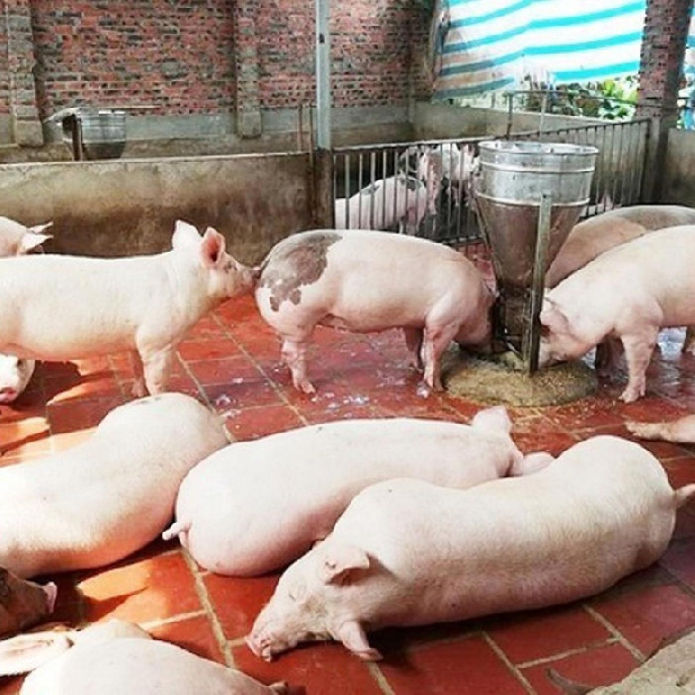 Heo hơi và gạo ngon tăng giá