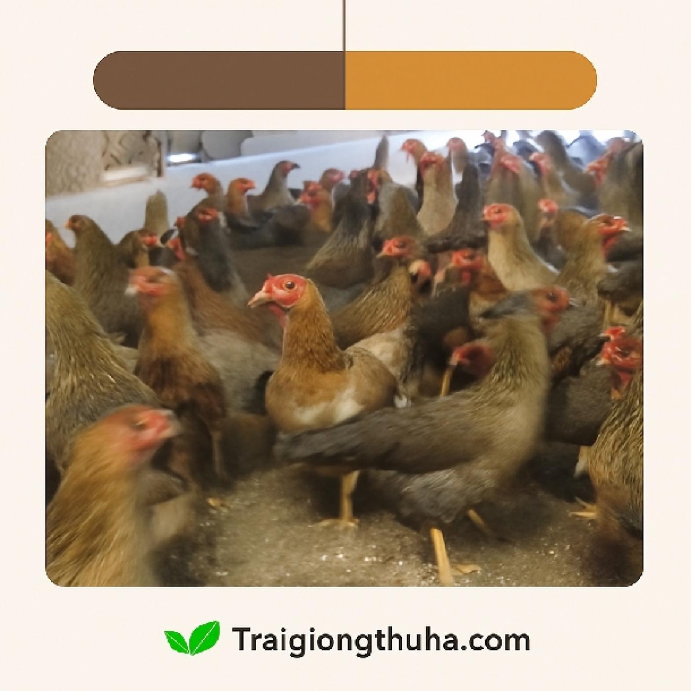 Gà lông màu VBT1, hứa hẹn nhiều đặc tính ưu việt
