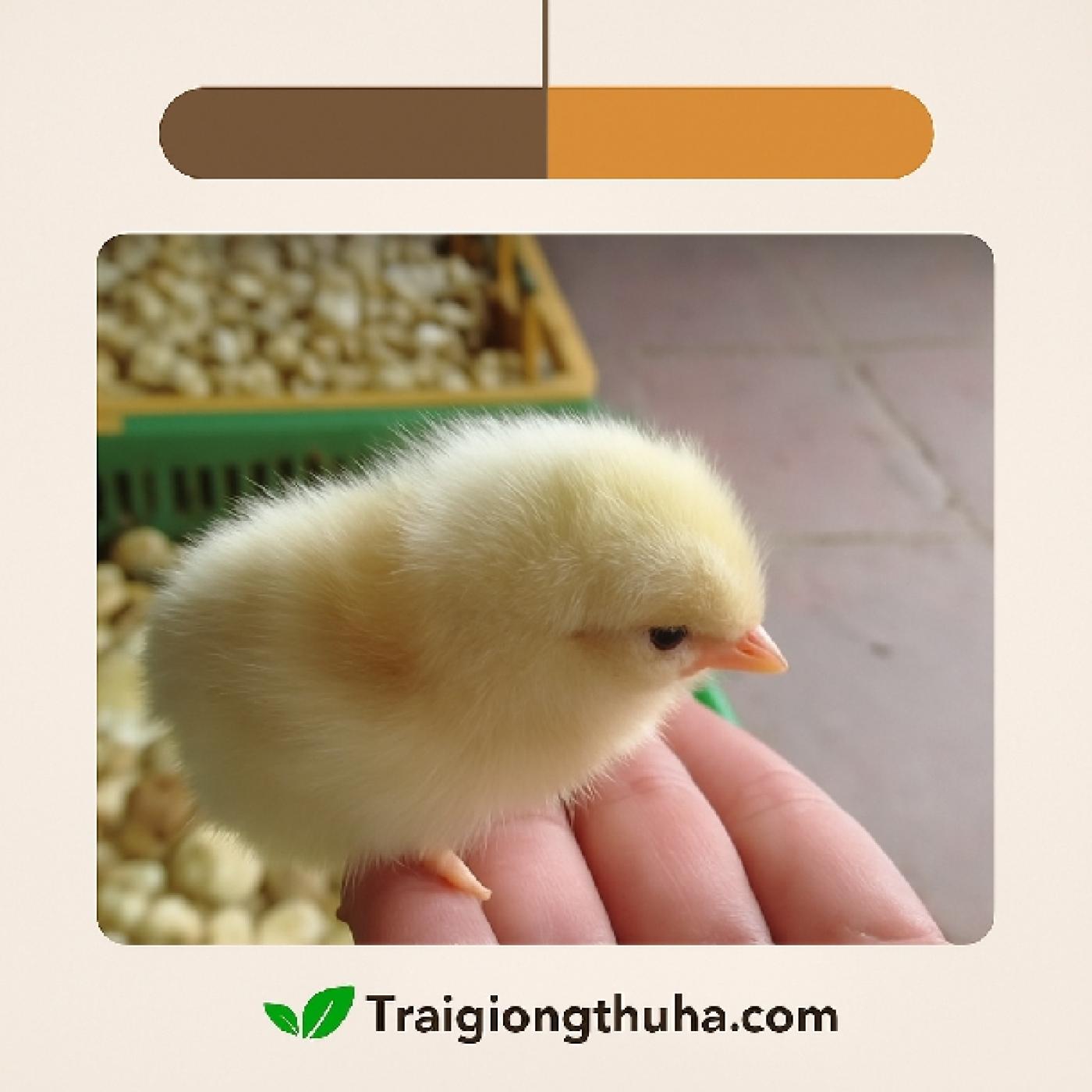 Giống gà quý hơn gà Đông Tảo ở Việt Nam