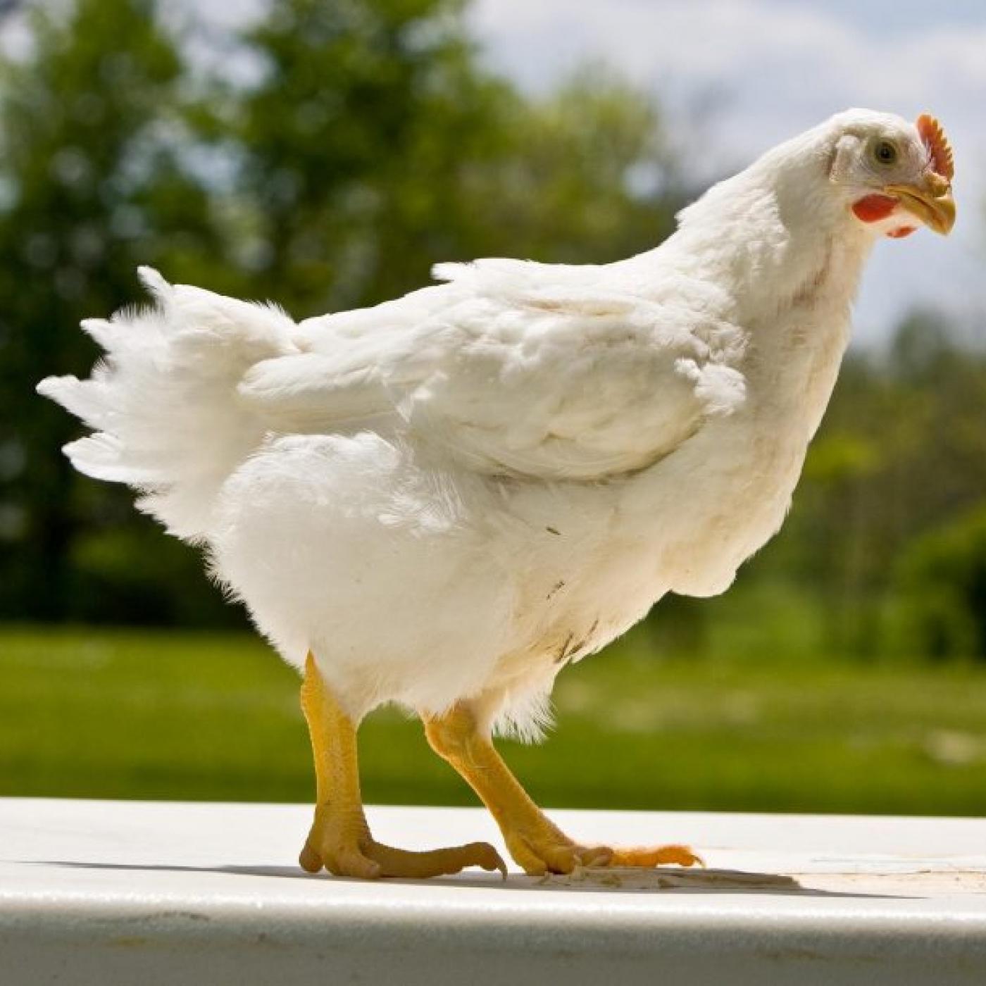 Vì sao gà Mỹ vào Việt Nam lại rẻ?