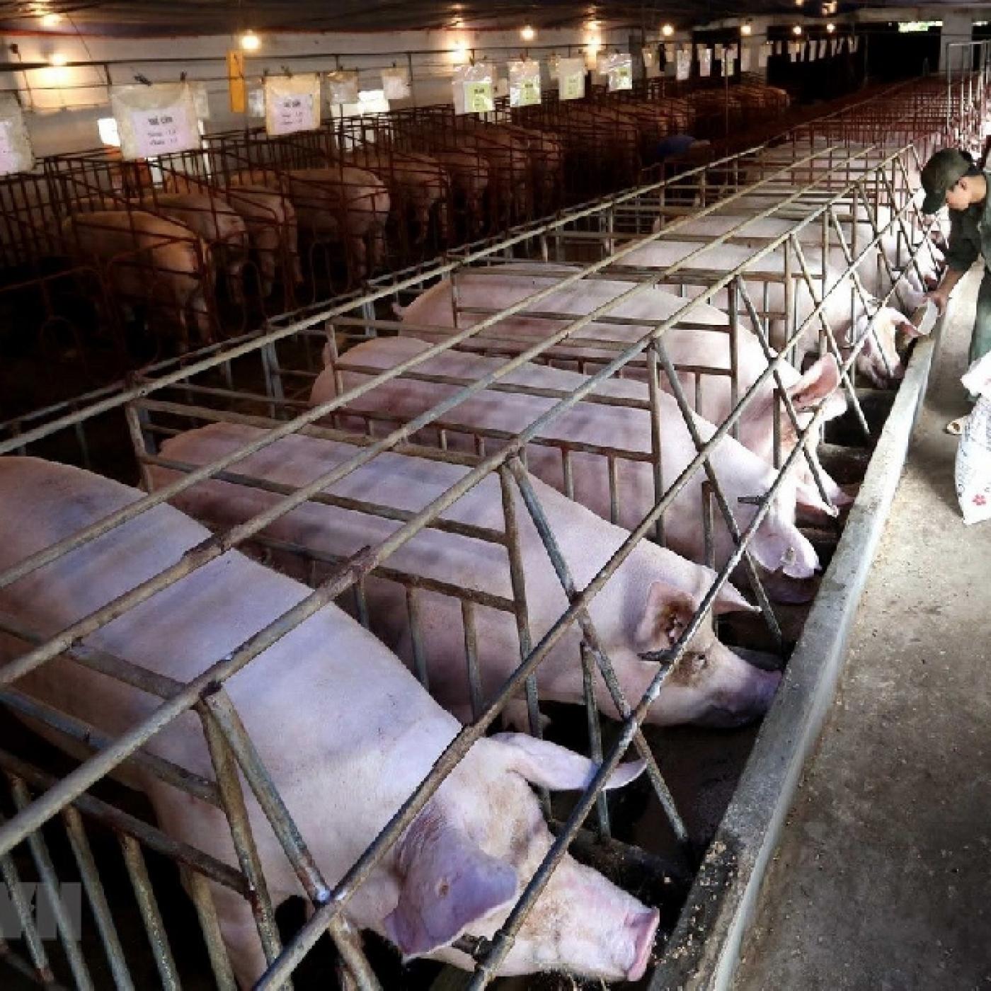 Chuỗi khép kín trong chăn nuôi – Mở đường cho sản phẩm sạch