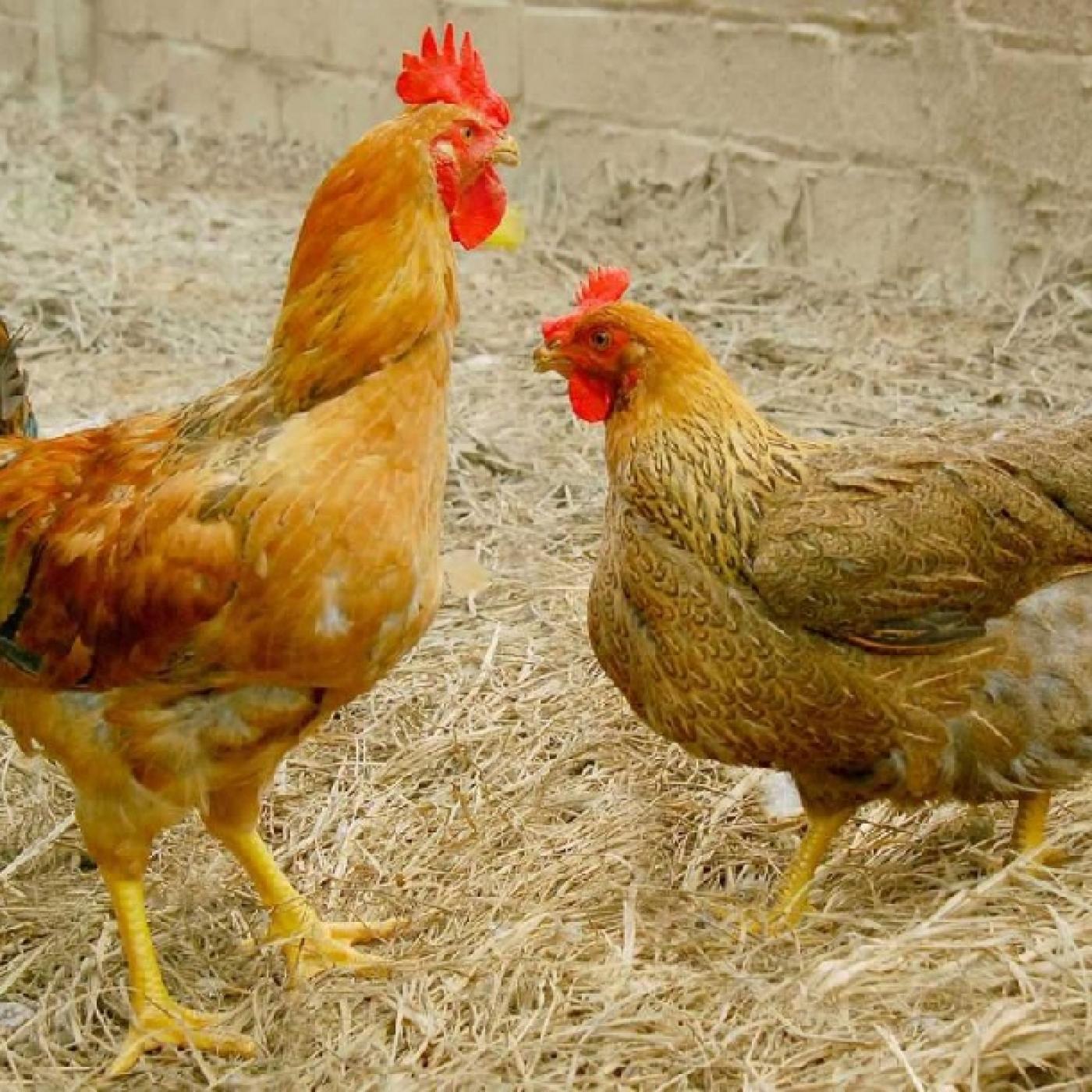 Nóng với gà lông màu