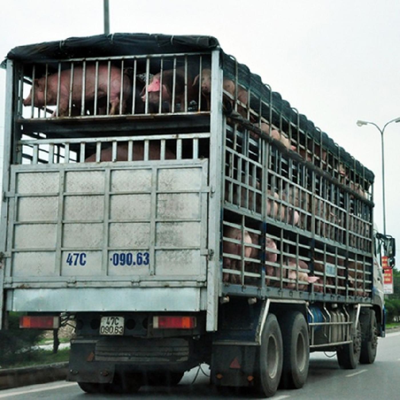 Thiếu cảnh giác, nông dân Việt lại dính đòn thương lái Tàu