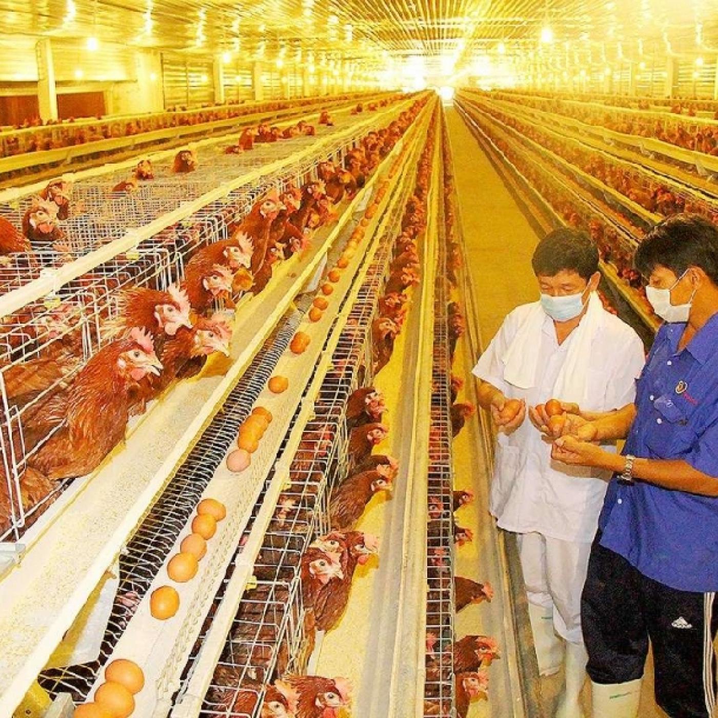 Thức ăn nuôi gà công nghiệp