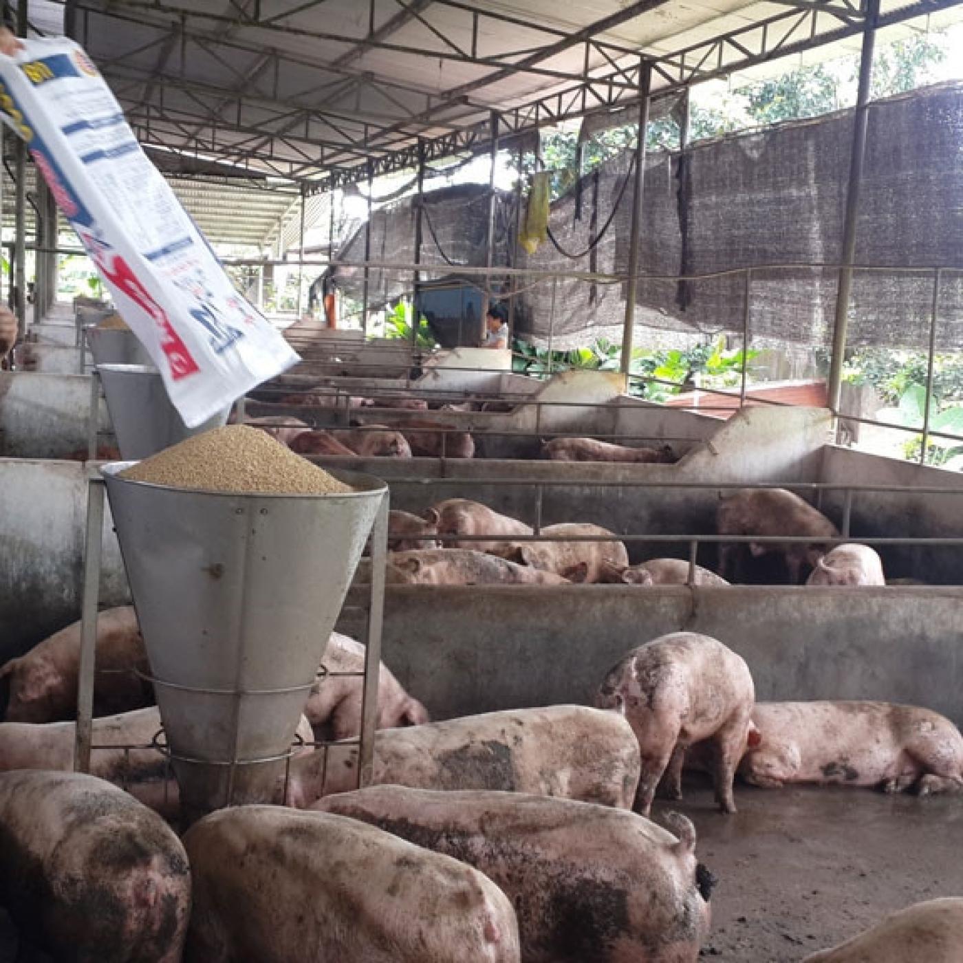 Biện pháp giảm chi phí thức ăn cho heo thịt