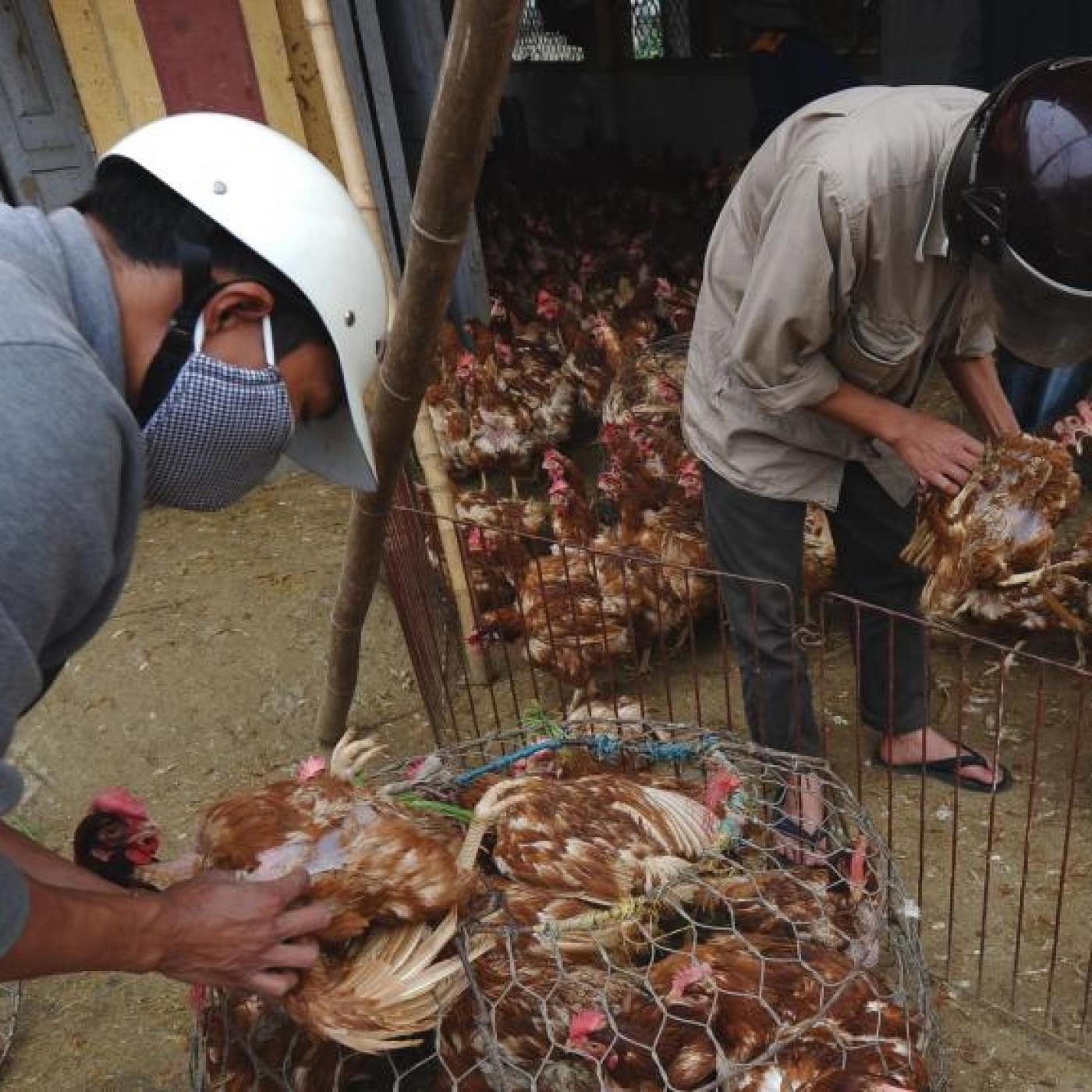 Bệnh cúm gia cầm và biện pháp phòng chống