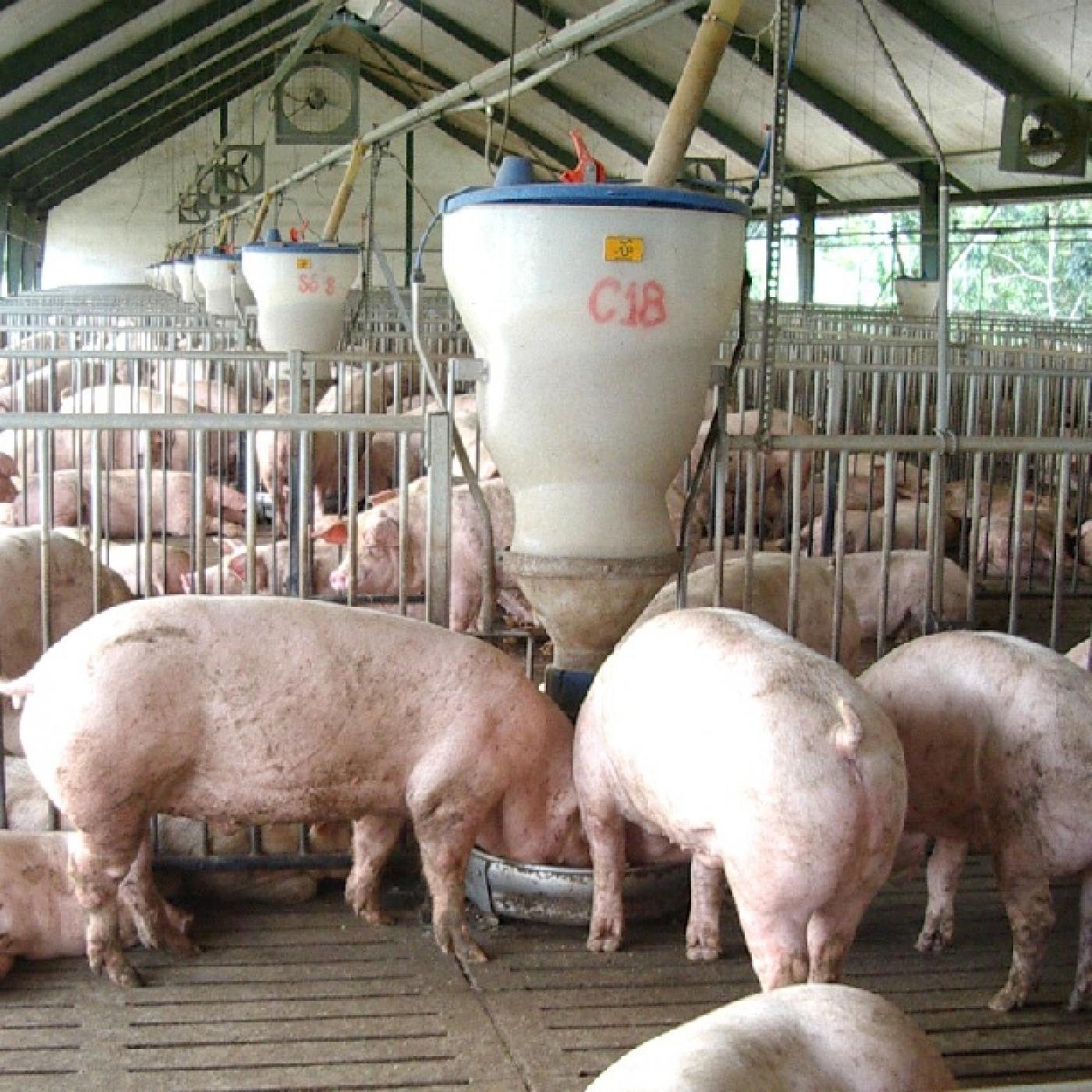 Cách nuôi lợn  heo  thịt siêu nạc hiệu quả  Nuoitrong123