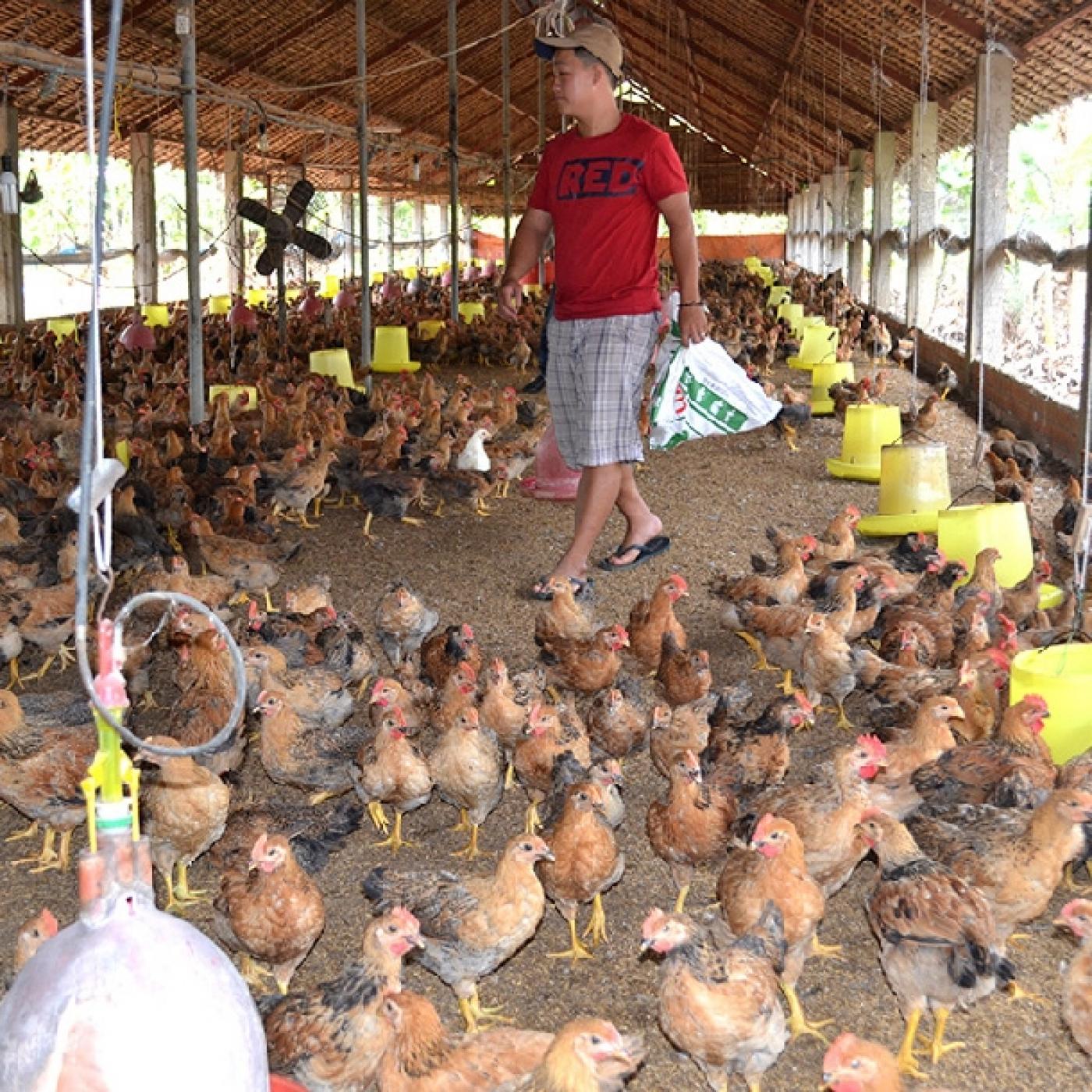 Mô hình trang trại nuôi gà thả vườn đạt hiệu quả cao