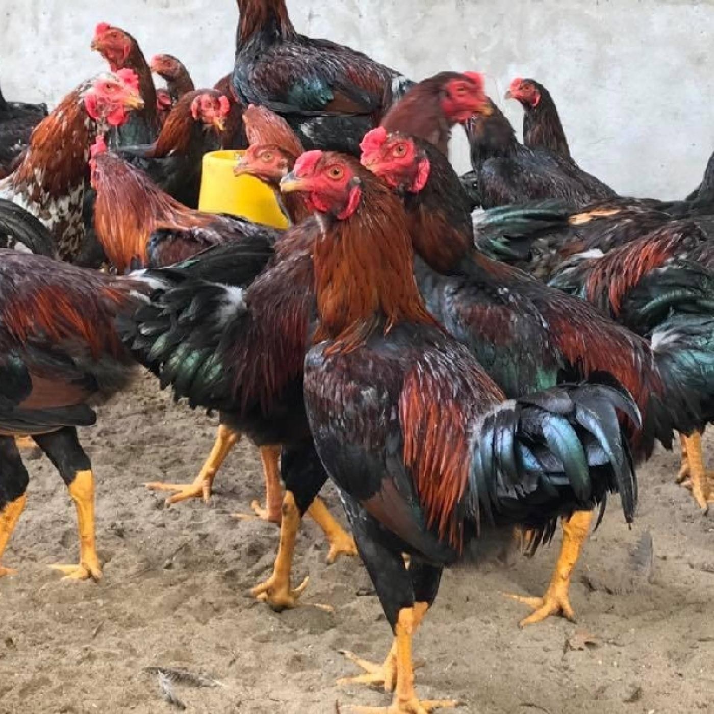 Gà ri Ninh Hòa (Gà ta Phùng dầu sơn)