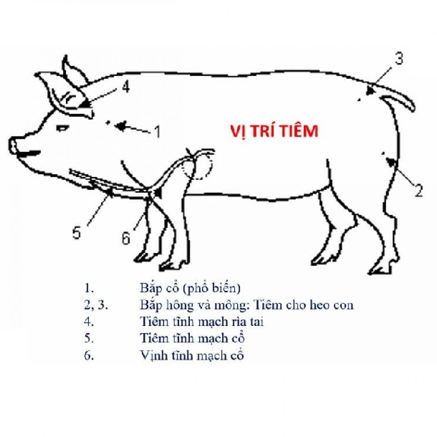 Tiêm vắc xin cho lợn là việc làm cực kỳ cần thiết để bảo vệ sức khỏe và sự phát triển của đàn lợn. Tại hình ảnh này, bạn sẽ được xem qua quá trình tiêm vắc xin và nhận được nhiều thông tin quan trọng về việc tiêm vắc xin cho lợn đúng cách.