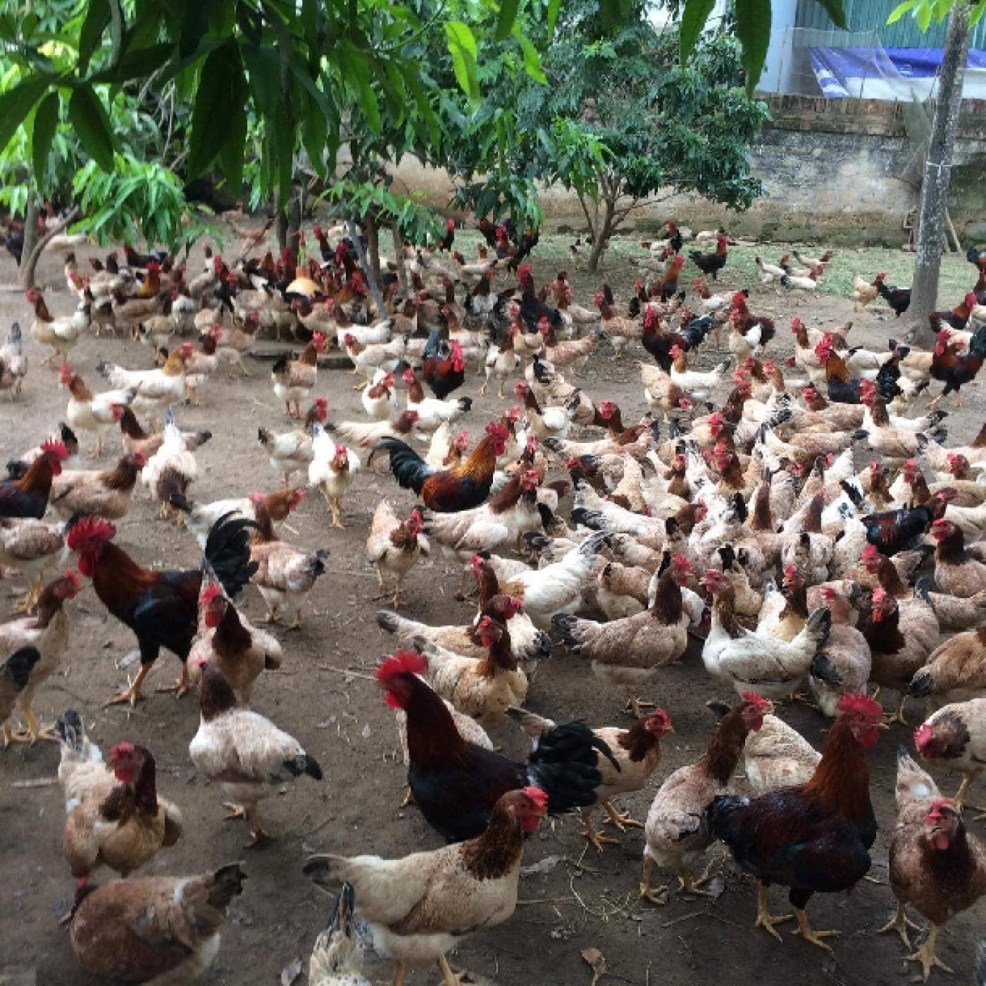 Gà mía thuần