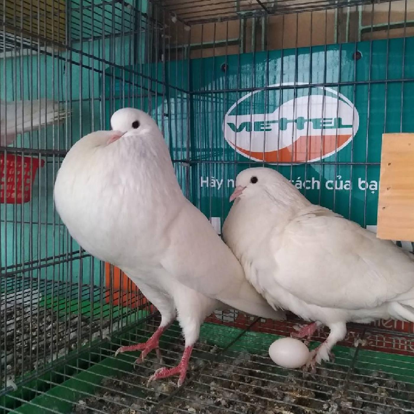 Bình Long hỗ trợ Mô hình nuôi chim bồ cầu Titan Thái sinh sản cho người dân