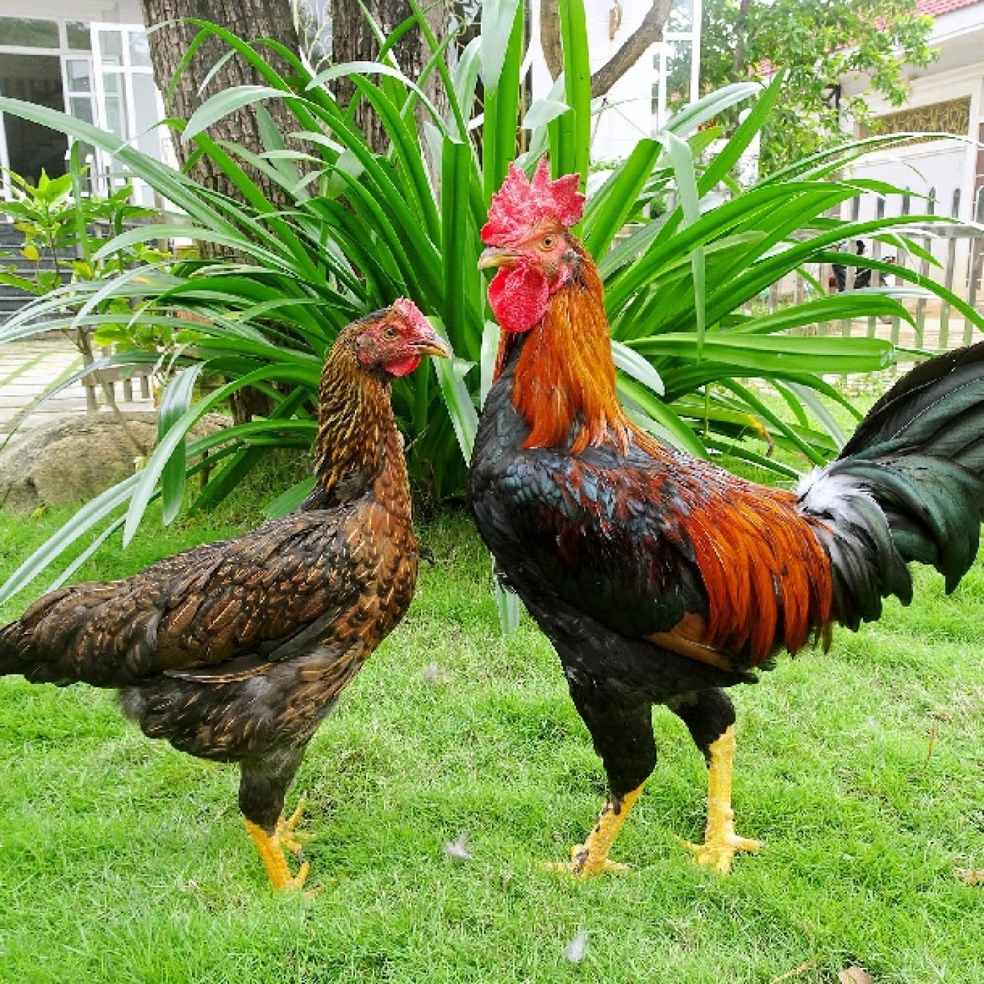 Gà chọi lai Minh Dư MD2