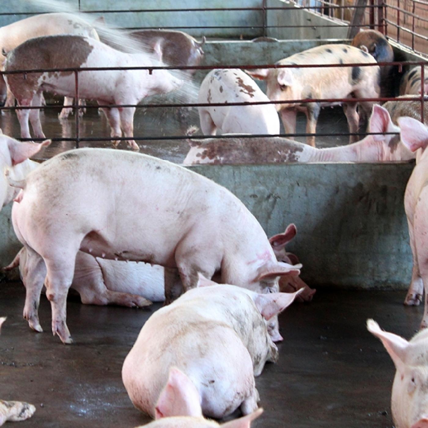 Cách nuôi heo lợn thịt nhanh lớn  6 tháng đạt 120kg 