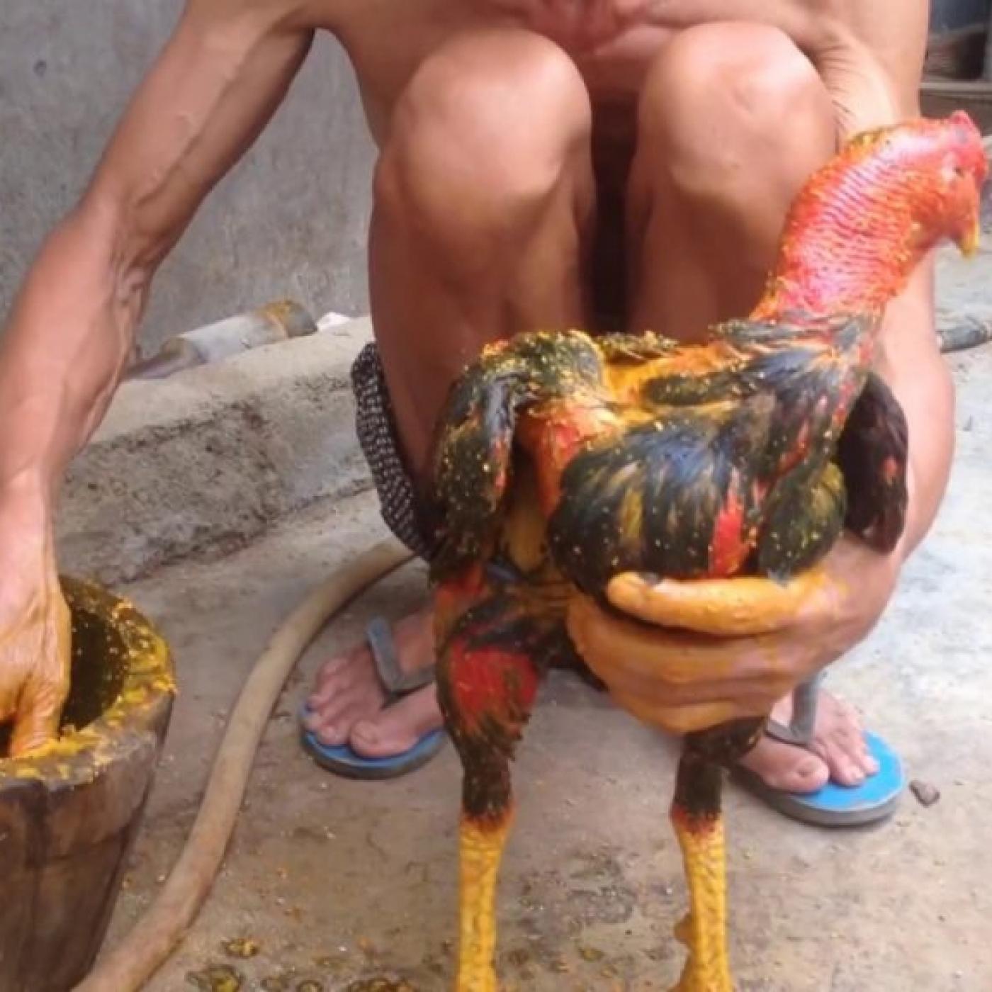 Hướng dẫn vào nghệ cho gà chọi
