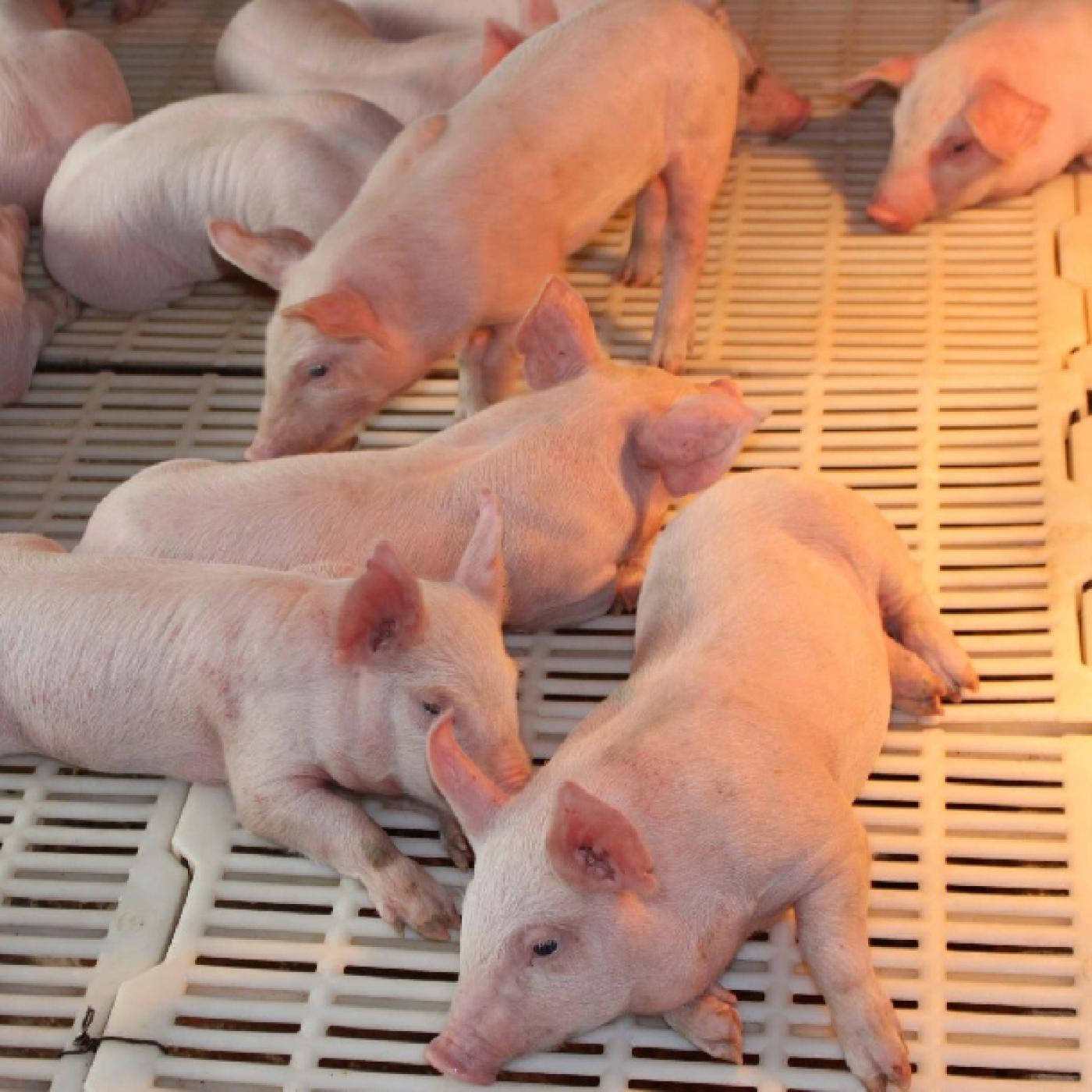 Kỹ thuật chăm sóc lợn con giai đoạn cai sữa đúng cách nhất