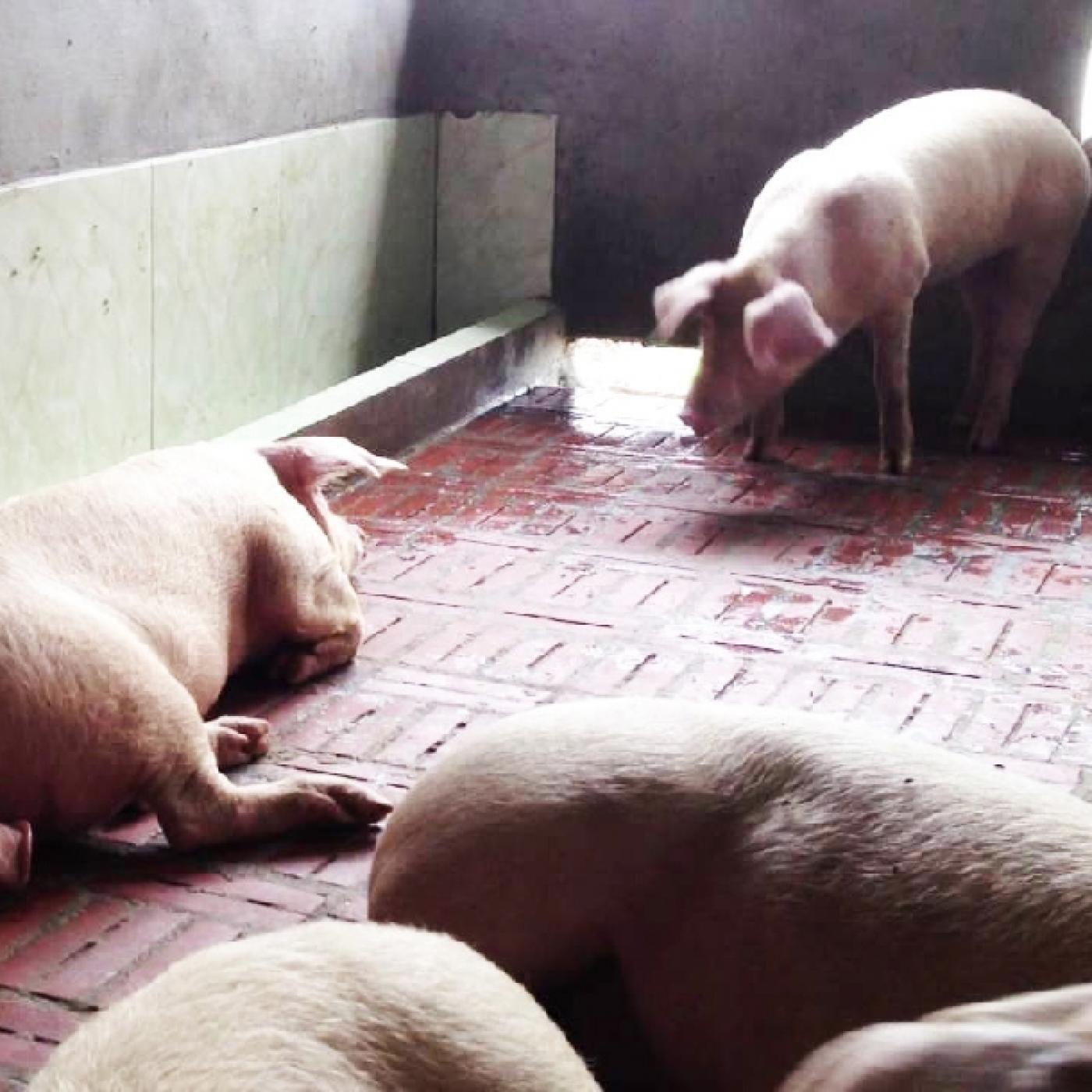 Hướng dẫn phòng ngừa và điều trị bệnh tụ huyết trùng ở heo