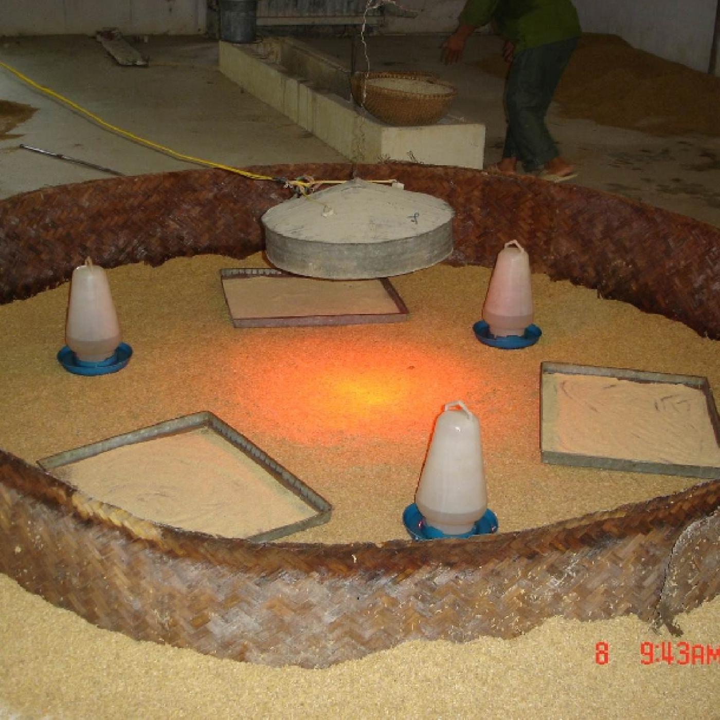 Những lưu ý trước khi vào gà con