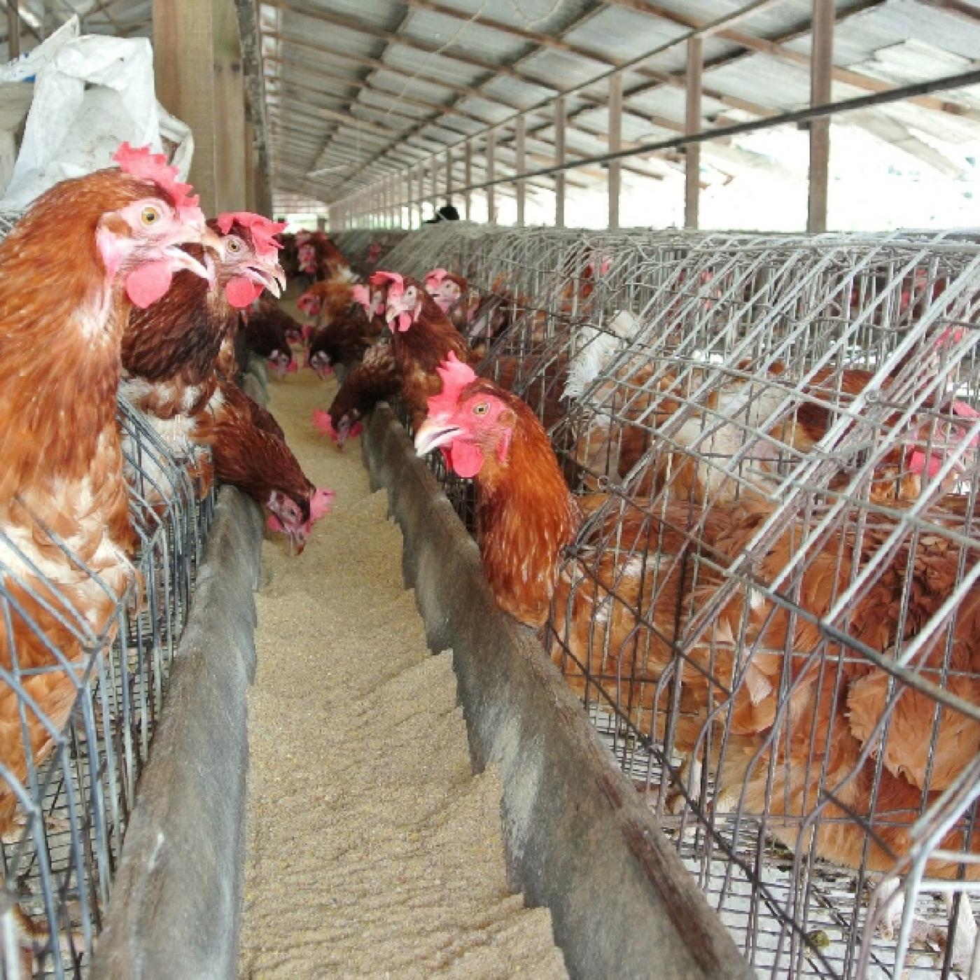 4 cách để nâng cao sức bền cho bộ xương của gà đẻ