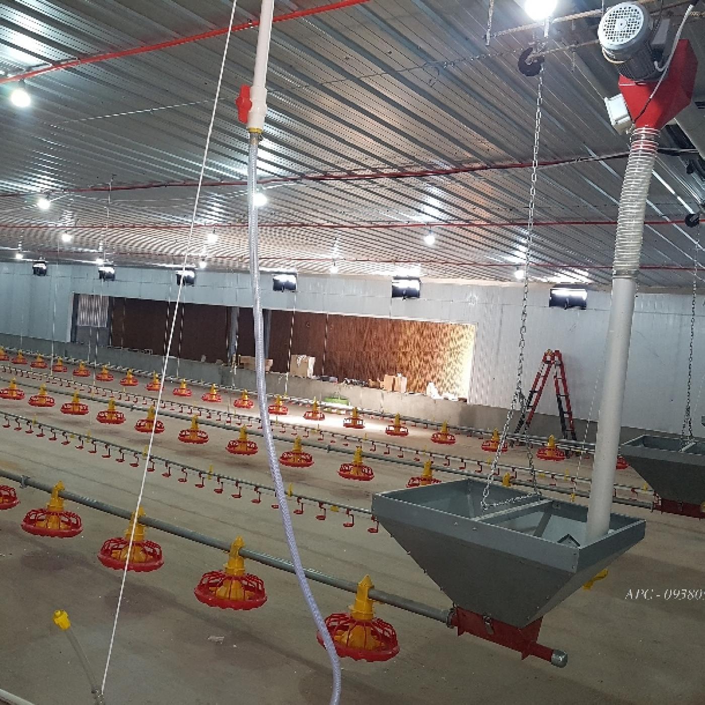 Nuôi gia cầm trong mùa nóng