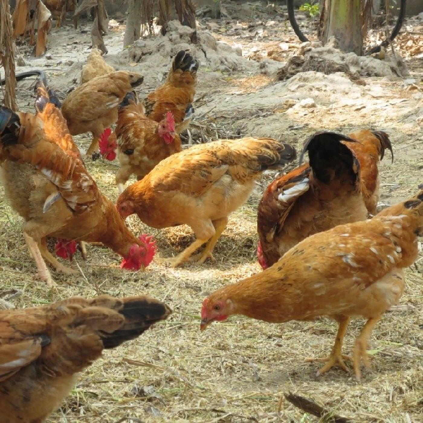 Bệnh ILT trên gà