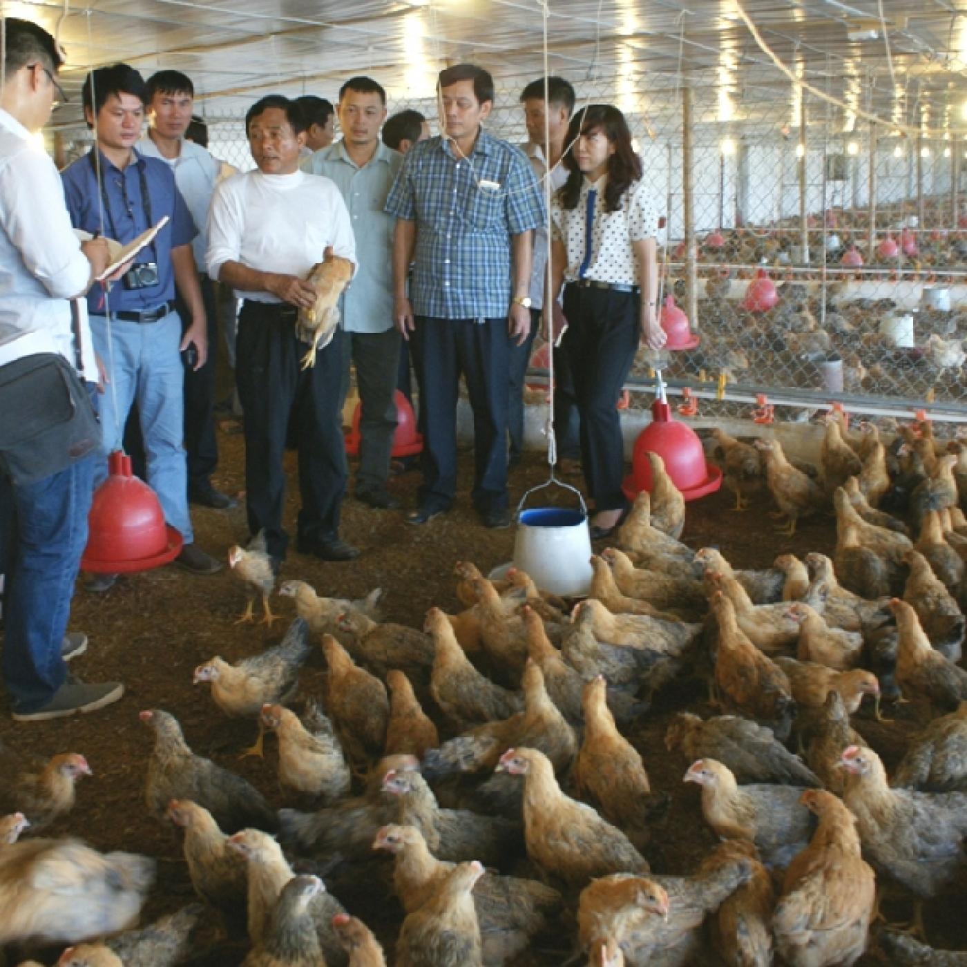 Dinh dưỡng nước trong chăn nuôi gia cầm