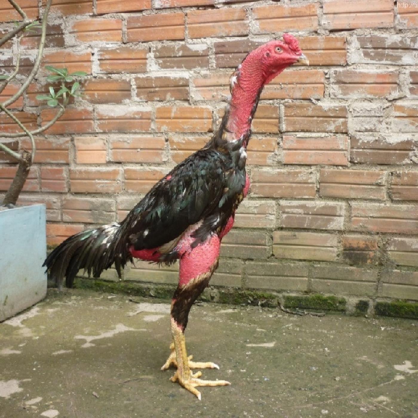 Đặc điểm gà nòi bình định