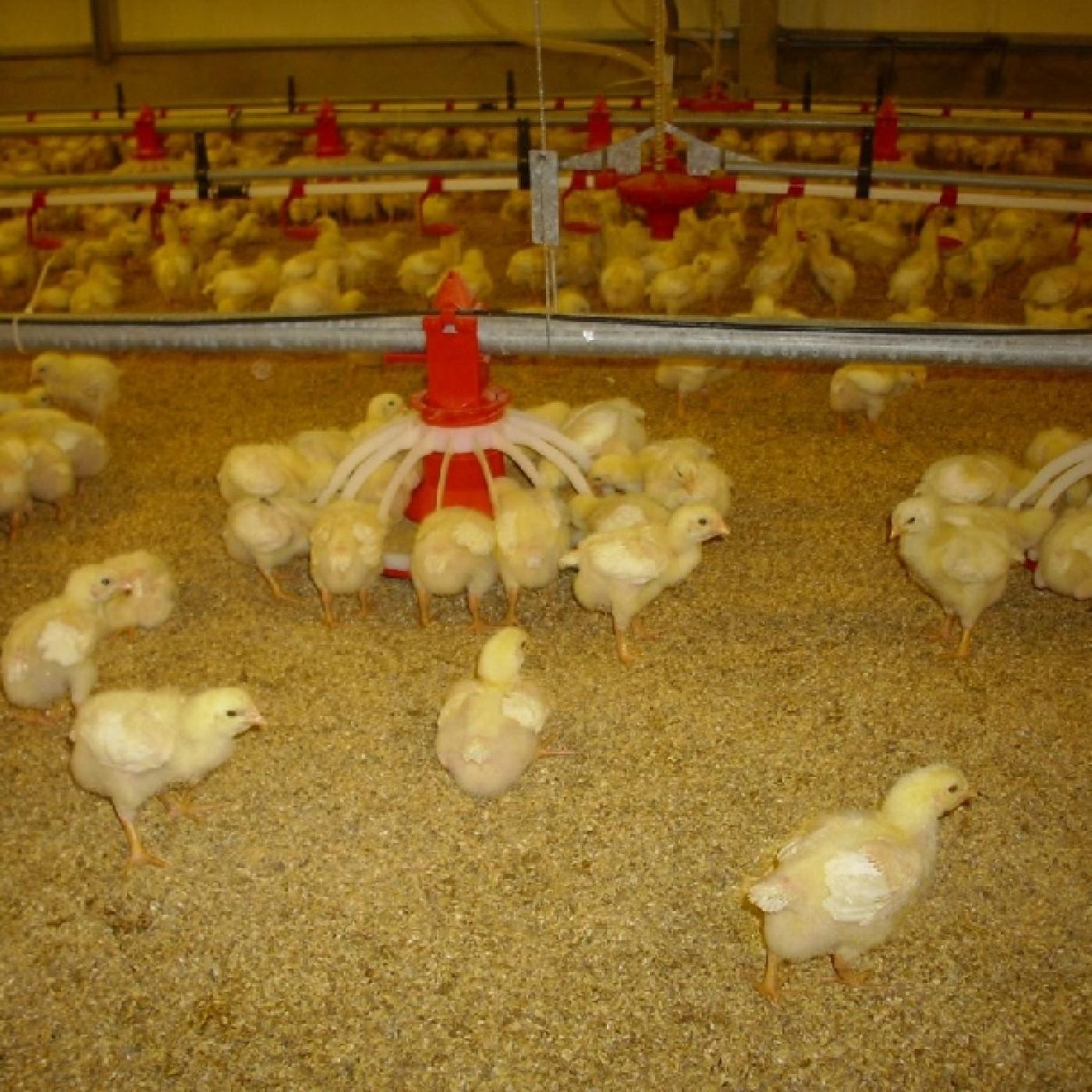 Hiệu quả từ mô hình chăn nuôi gà thả vườn