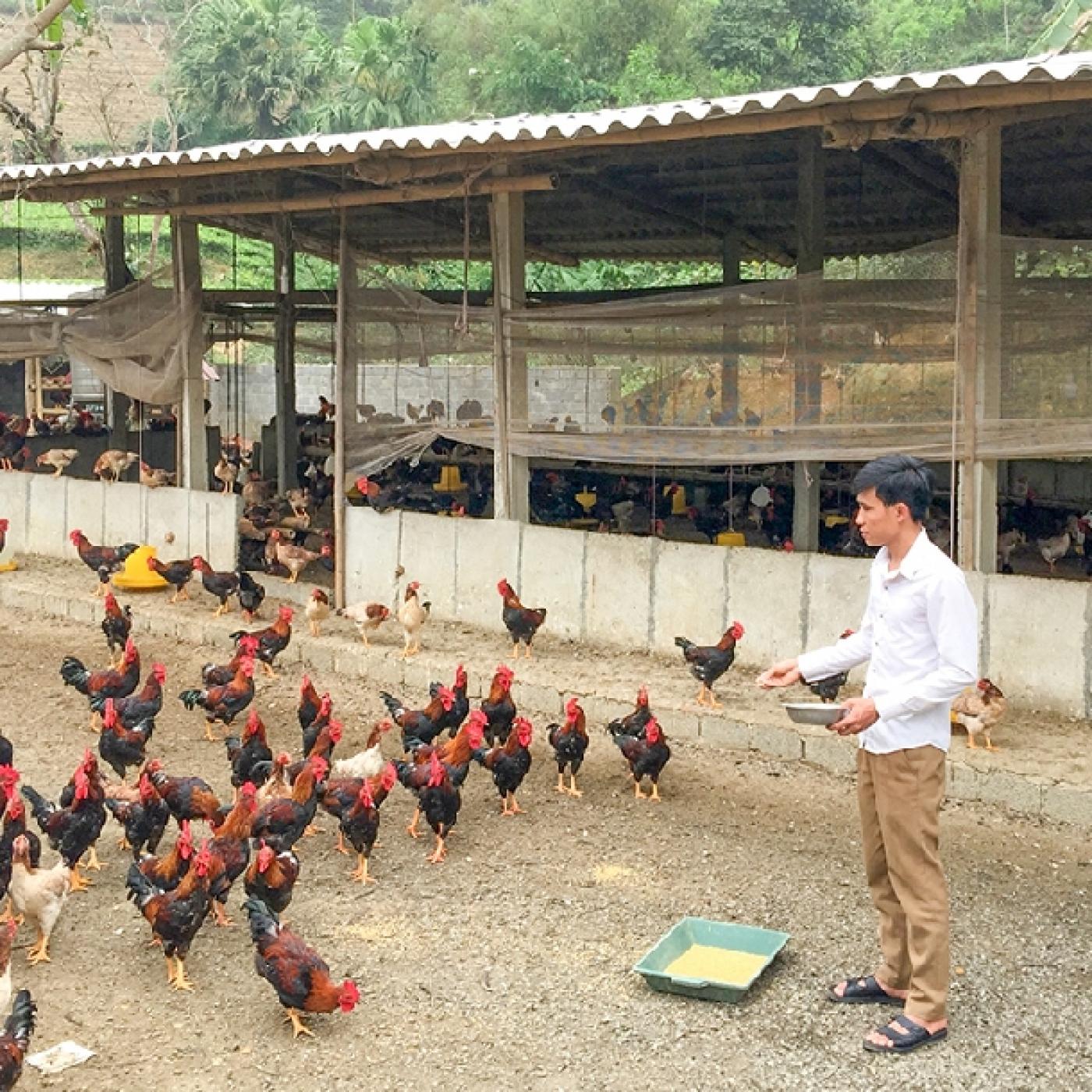 Hiệp Hòa Mô hình nuôi gà khép kín cho thu nhập cao  Chi tiết tin tức   Chuyên trang An toàn thực phẩm