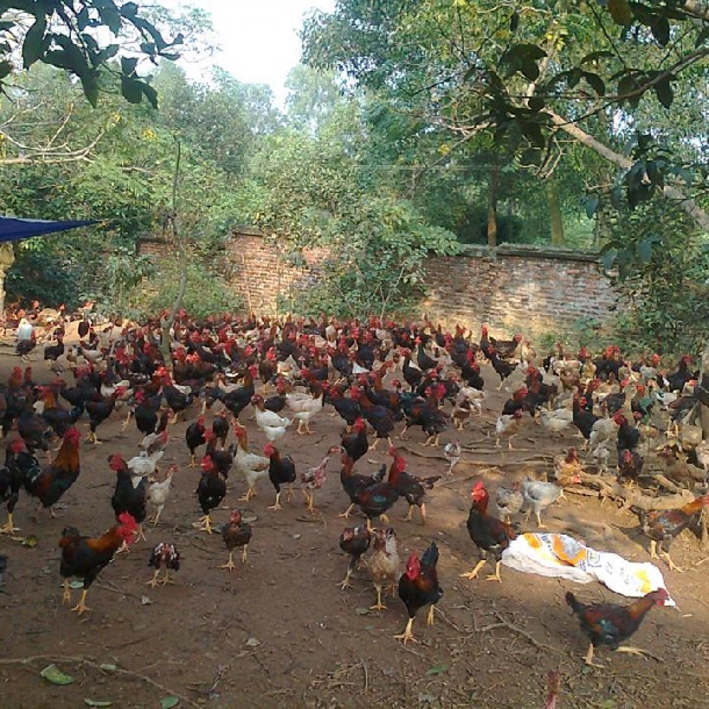 Mô hình chăn nuôi gà thả vườn theo tiêu chuẩn VietGAHP