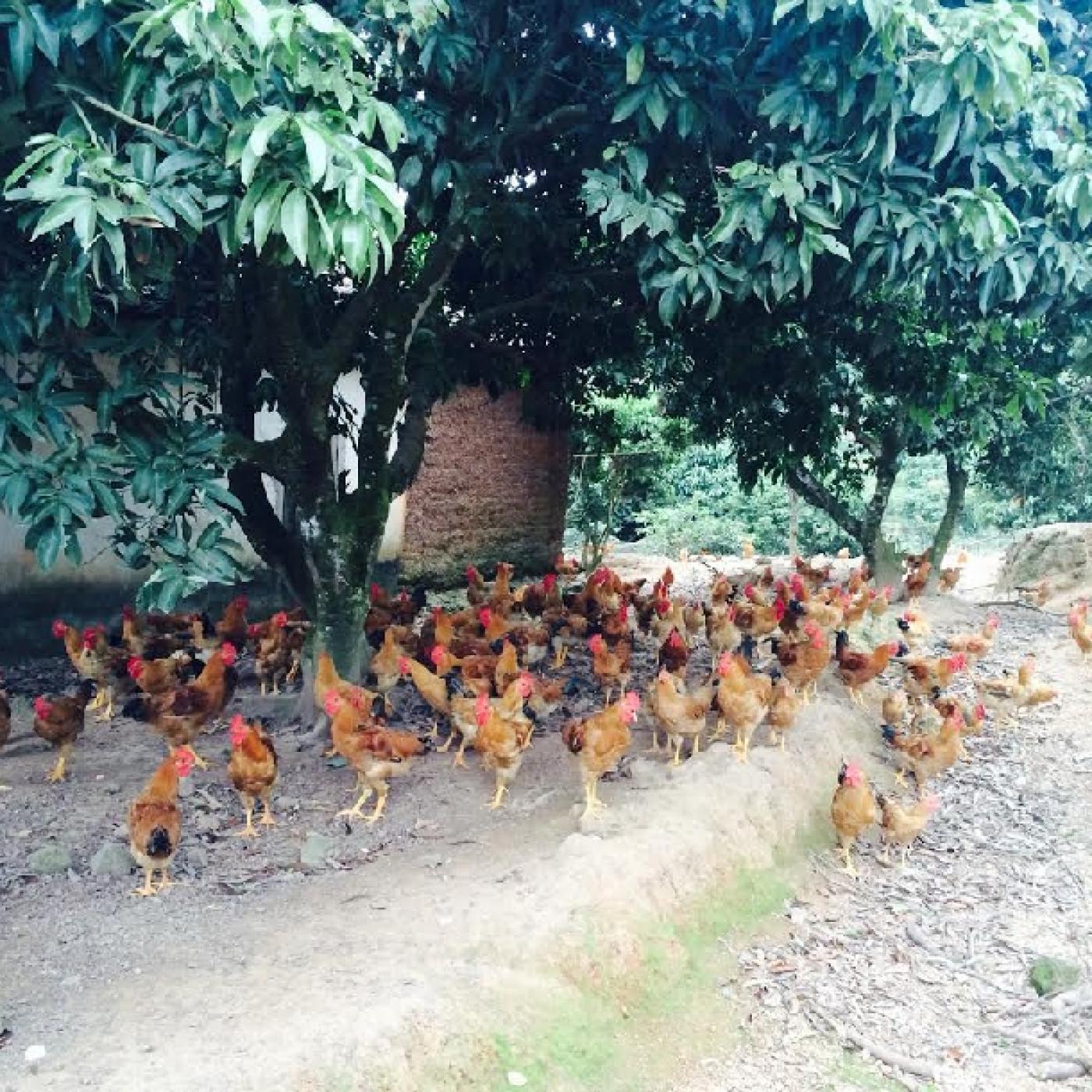Mô hình chăn nuôi gà sạch