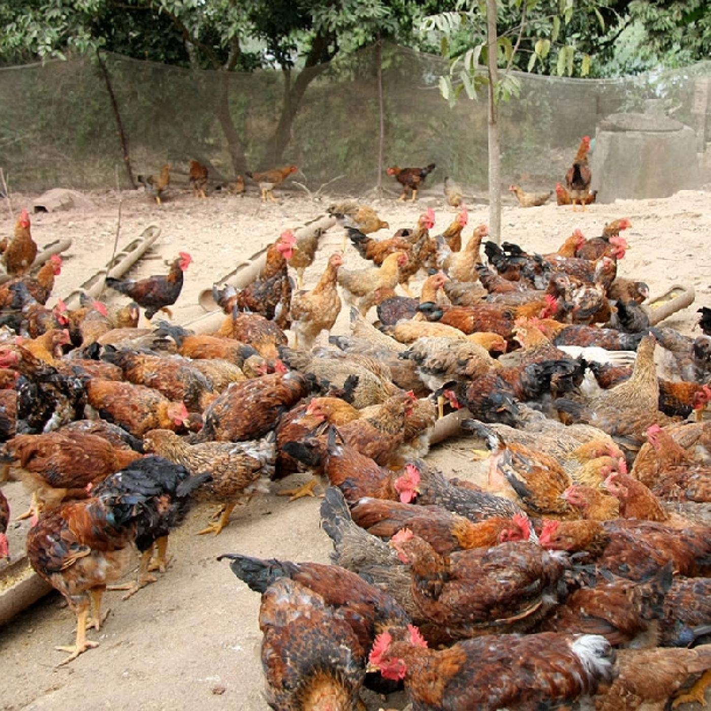 Chăn nuôi gà sạch ở triệu phong