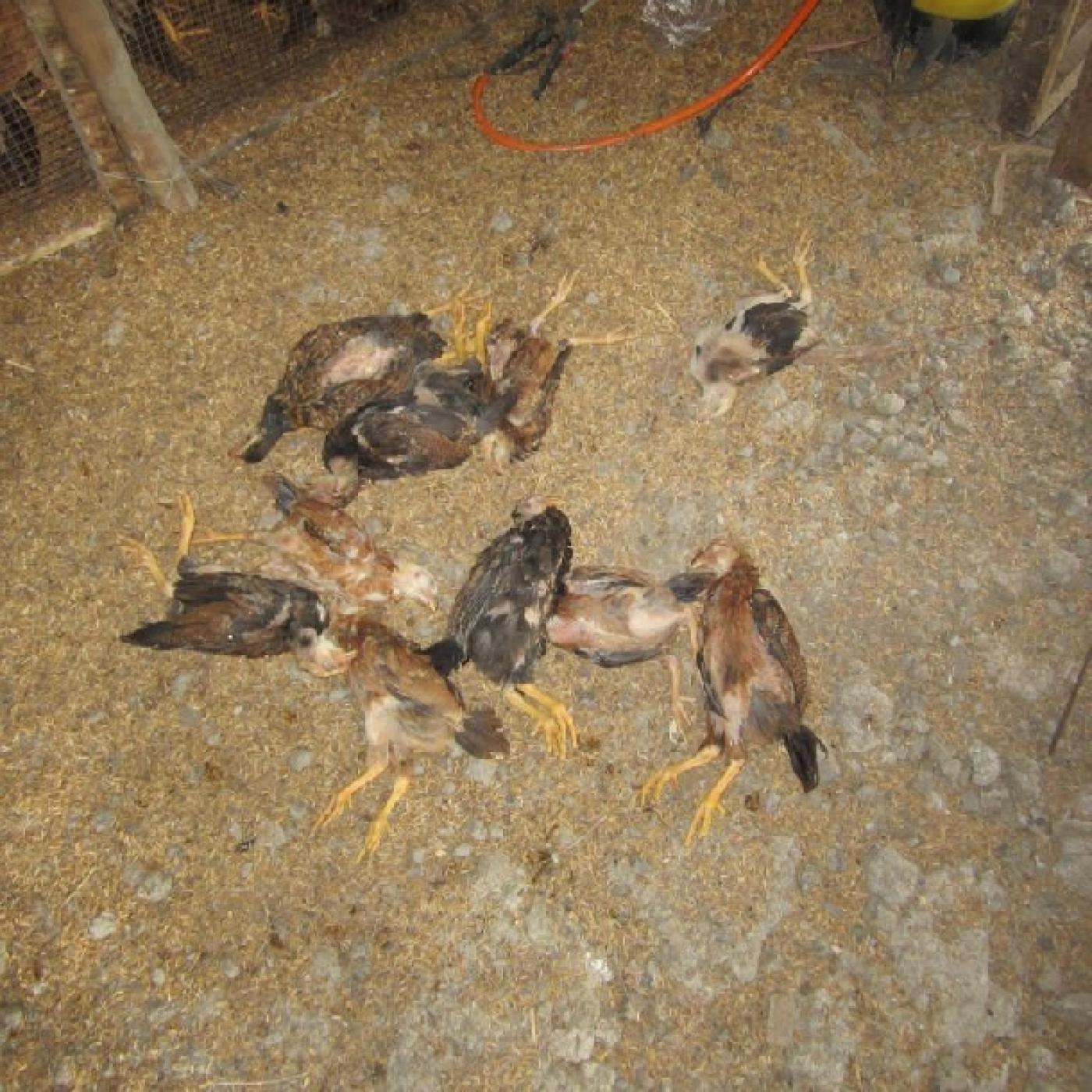 Gà tự nhiên lăn ra chết phải làm sao?